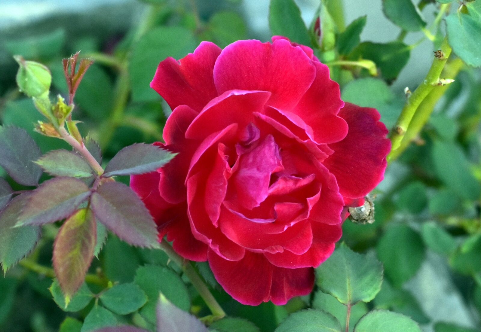 Nikon D5600 sample photo. Flower, nature, flora photography