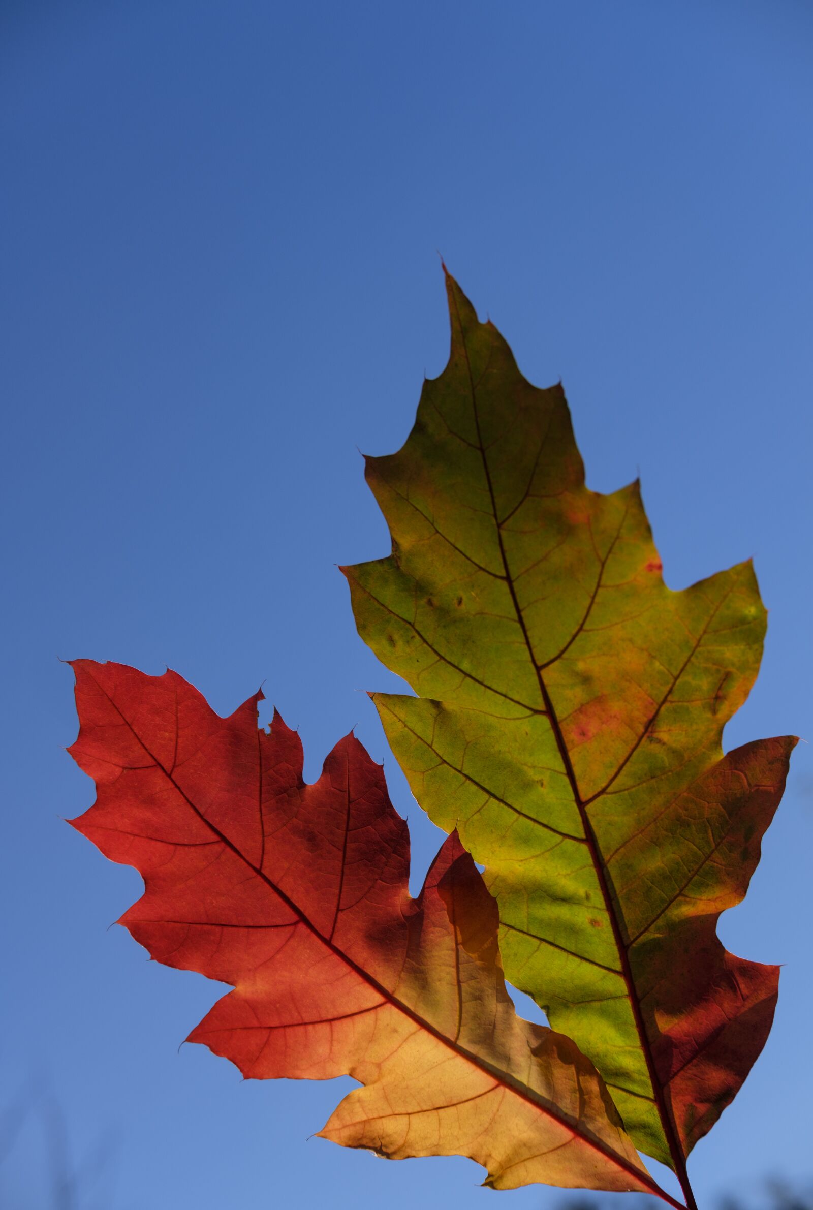 Fujifilm X-T2 + Fujifilm XF 35mm F2 R WR sample photo. Leaf, colorful, color photography