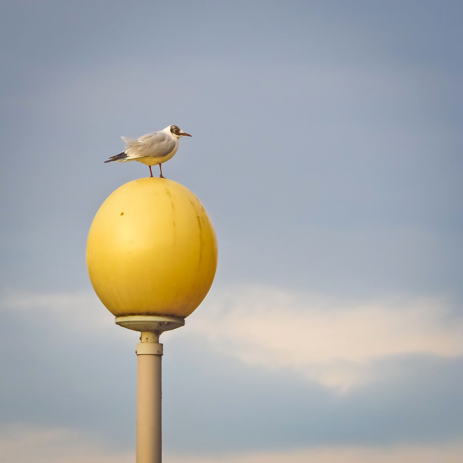 Olympus OM-D E-M10 sample photo. Seagull, bird, water bird photography