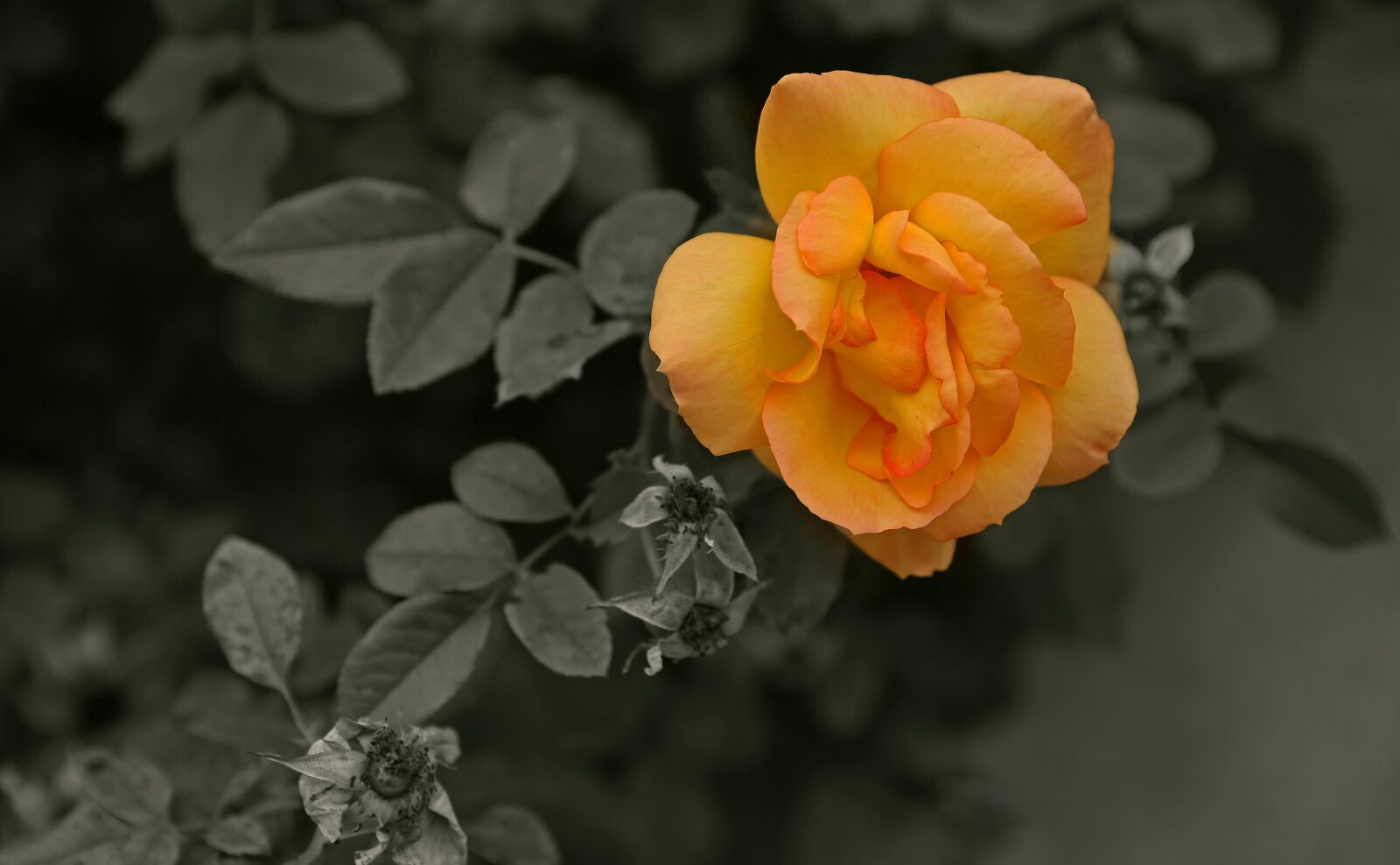 Canon EF 24-70mm F2.8L II USM sample photo. Flowers, roses, blossom photography