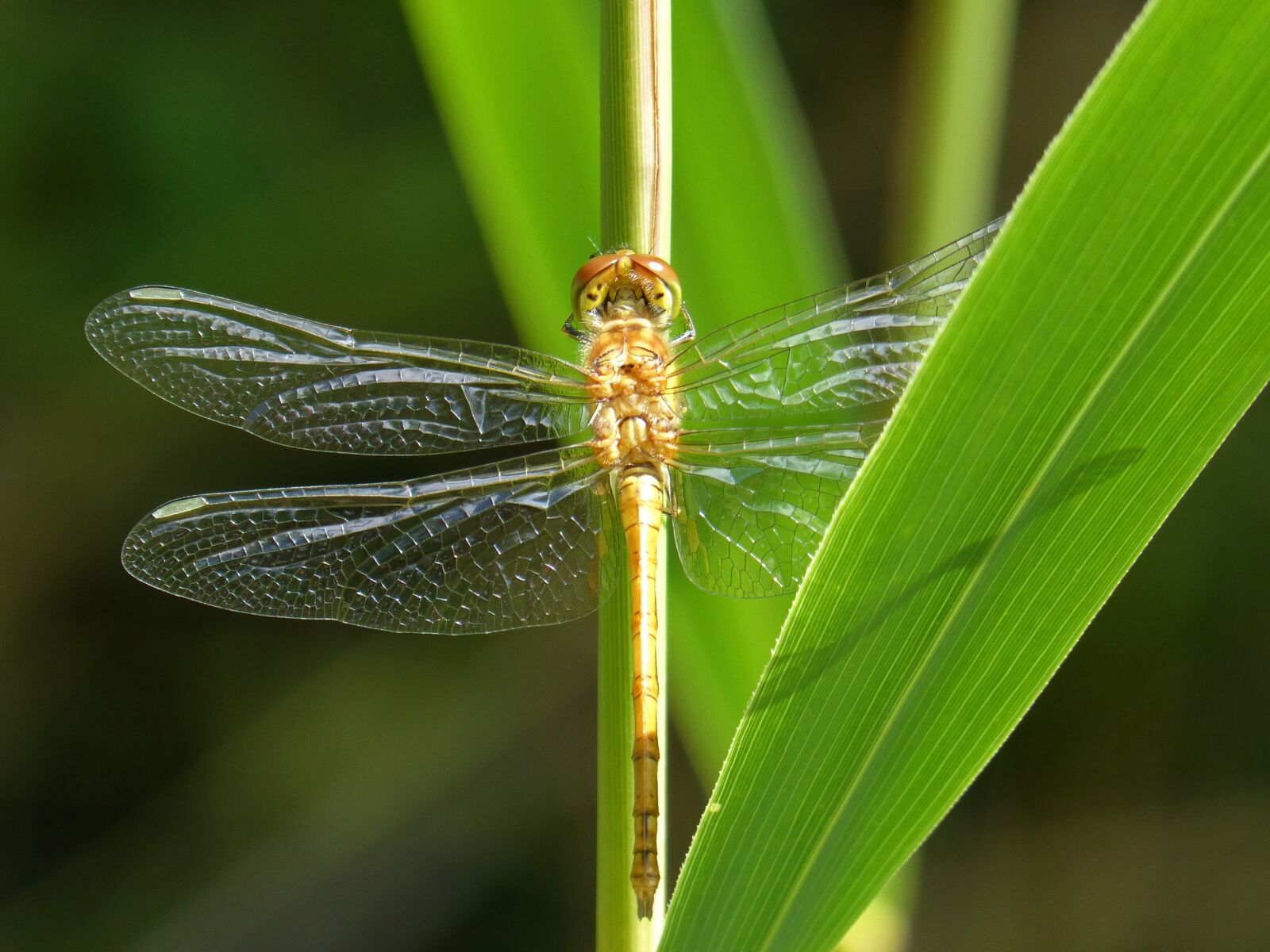 Panasonic DMC-FZ62 sample photo. Golden dragonfly, sympetrum meridionale photography
