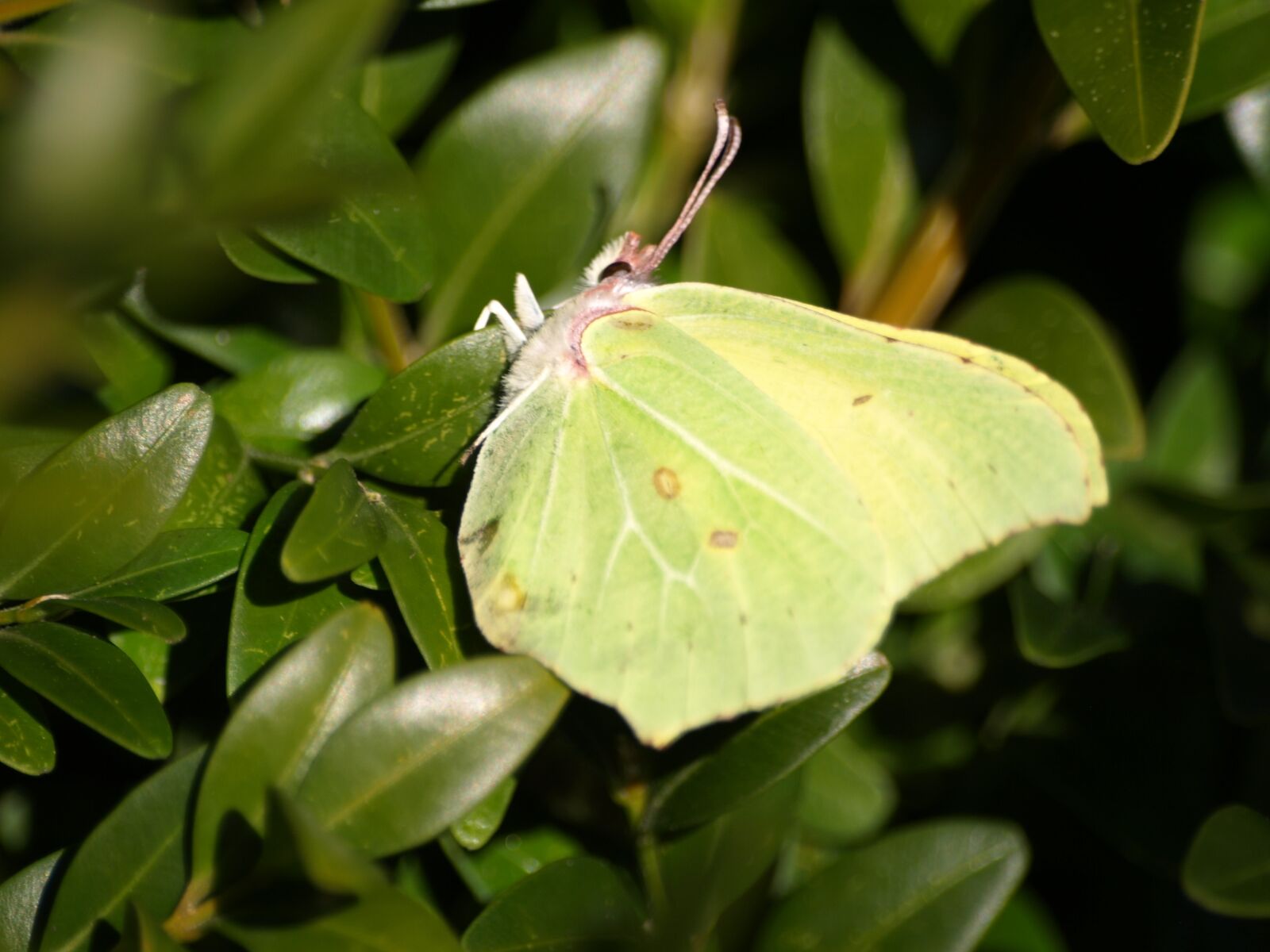 Olympus E-510 (EVOLT E-510) sample photo. Gonepteryx rhamni, butterfly, yellow photography