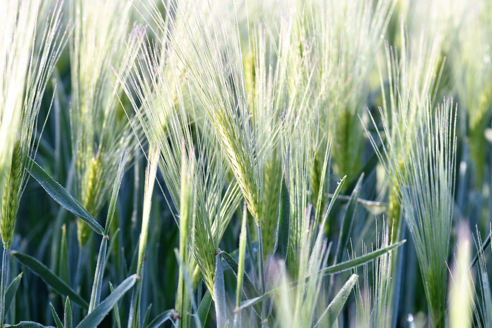 Nikon D5500 sample photo. Barley, field, arable photography