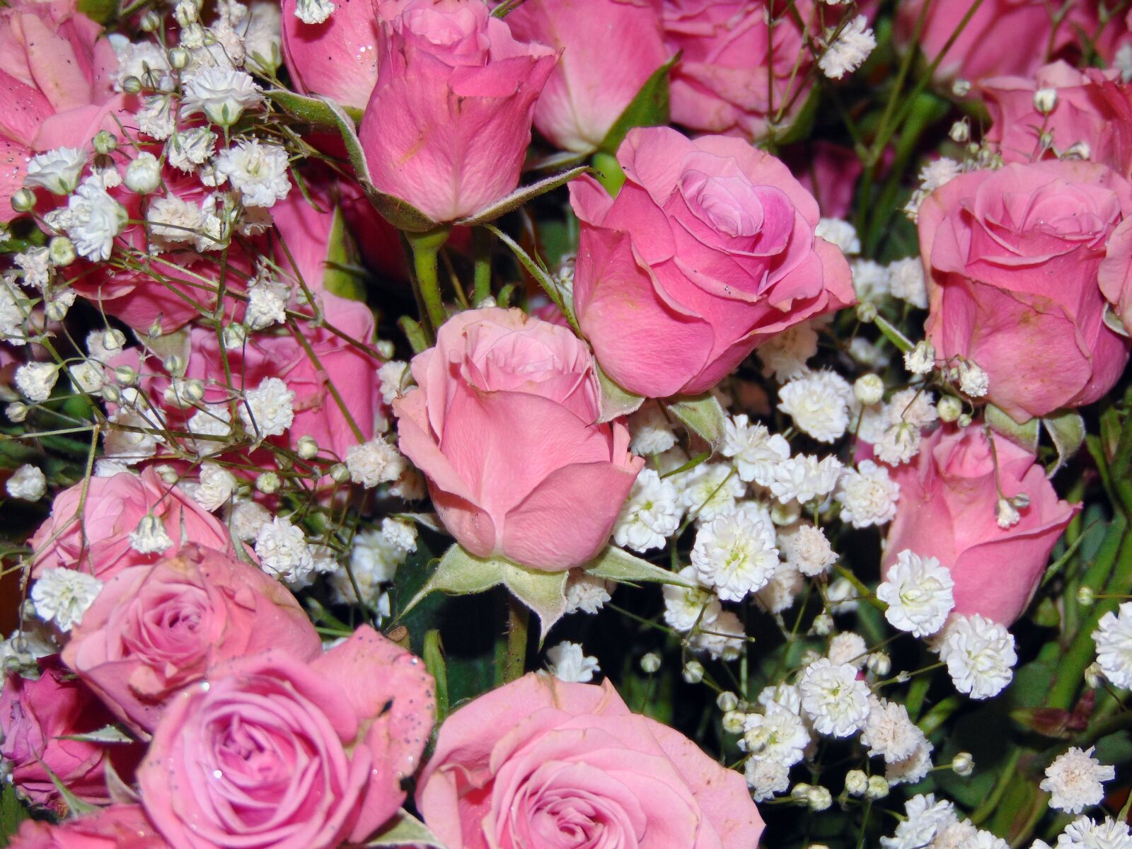 Sony Cyber-shot DSC-H300 sample photo. Floral, roses, flower photography