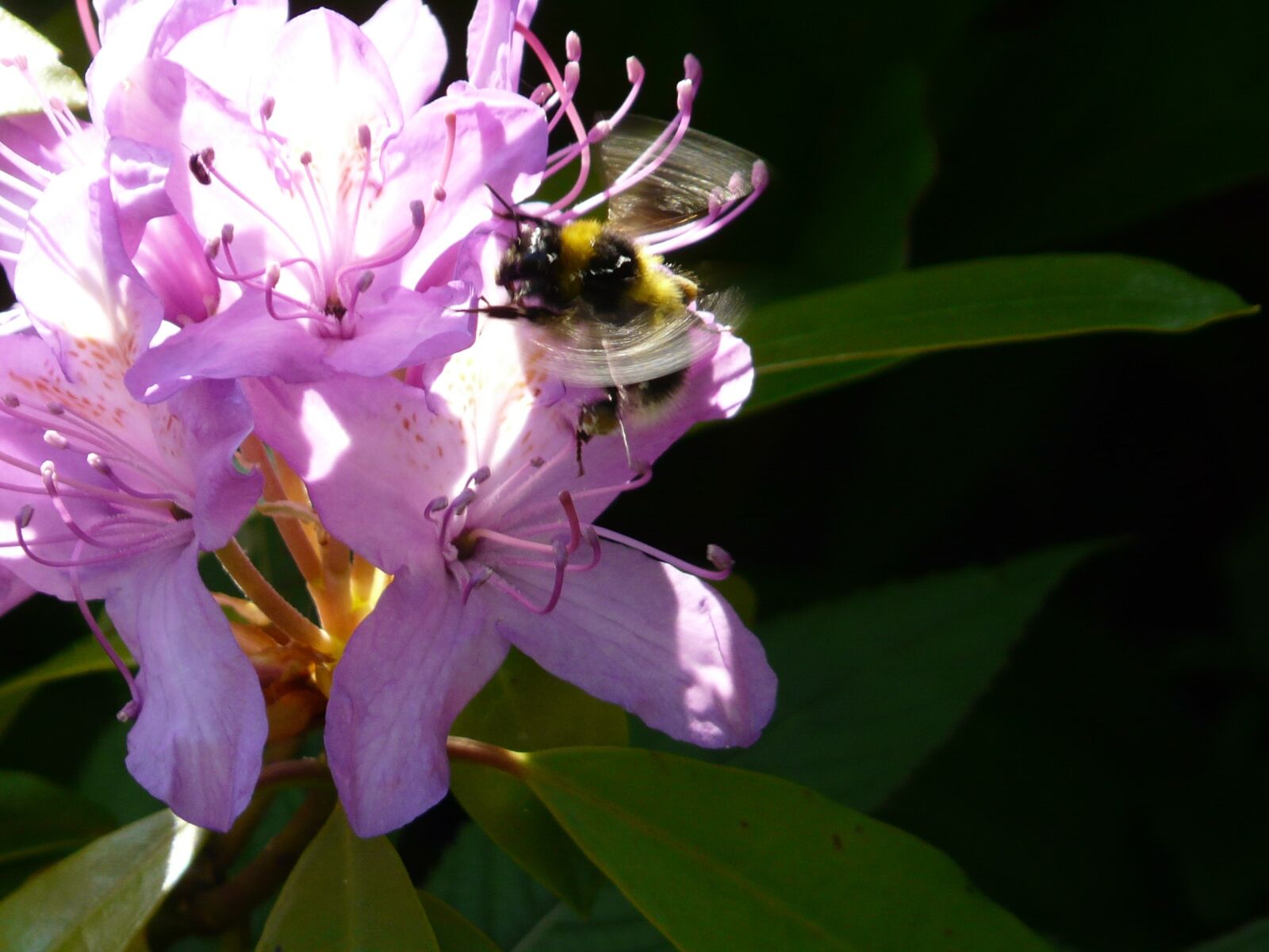 Panasonic DMC-FZ18 sample photo. Flower, bumblebee, flowering photography