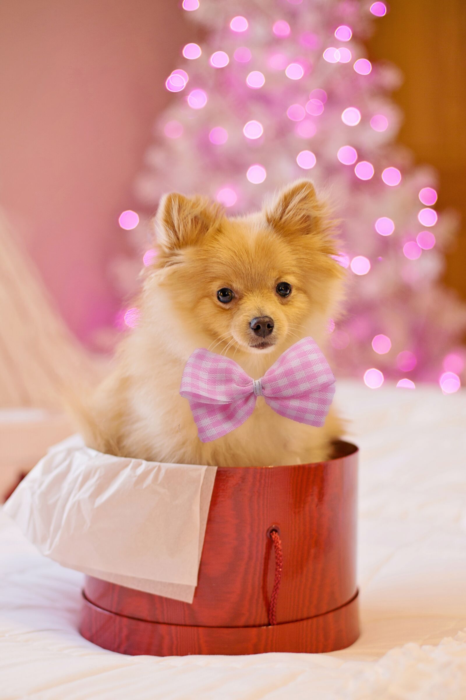 Canon EF 50mm F1.4 USM sample photo. Christmas, dog, puppy photography