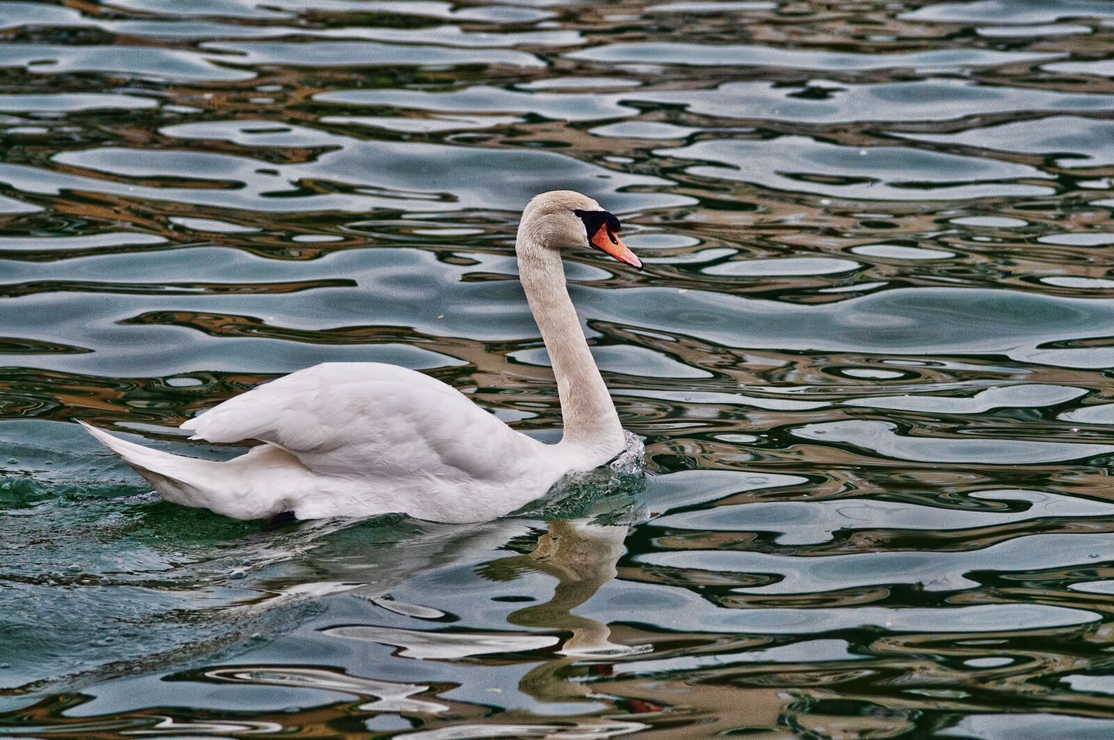 Nikon D300 sample photo. Swan, river, water's edge photography