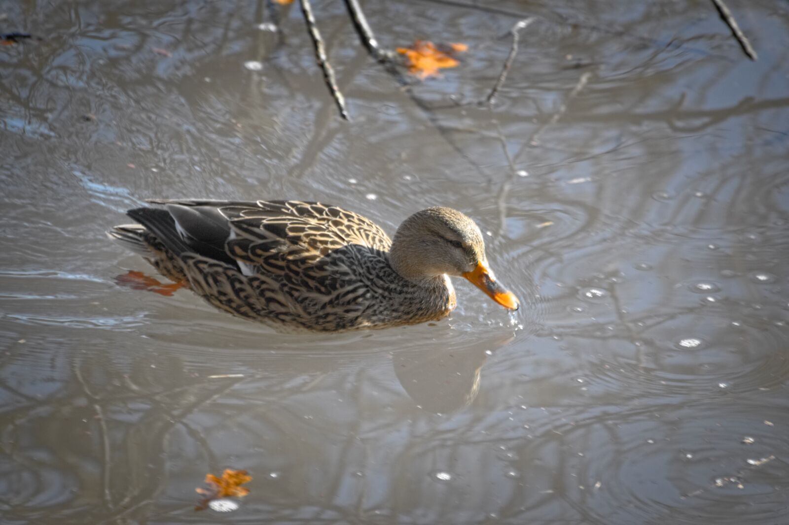 Nikon D70 sample photo. Duck, mallard, water bird photography