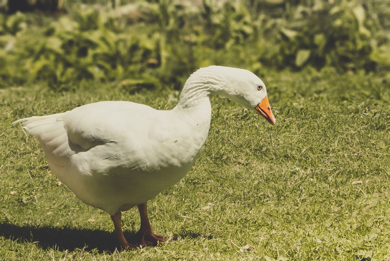 Canon EOS 1300D (EOS Rebel T6 / EOS Kiss X80) sample photo. Duck, beak, animal photography