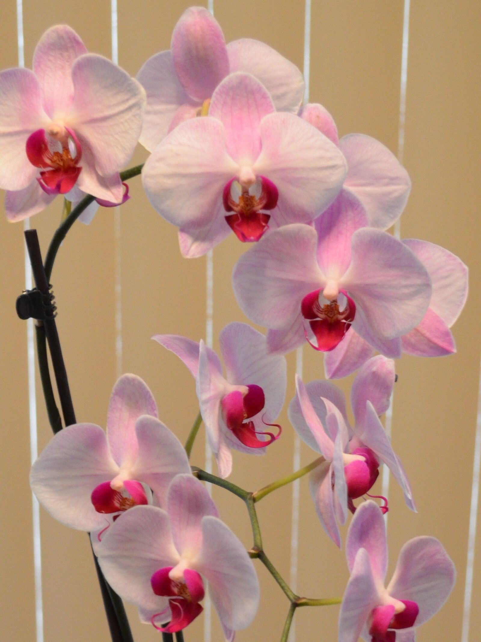 Nikon D5100 sample photo. Orchid, pink, flower photography