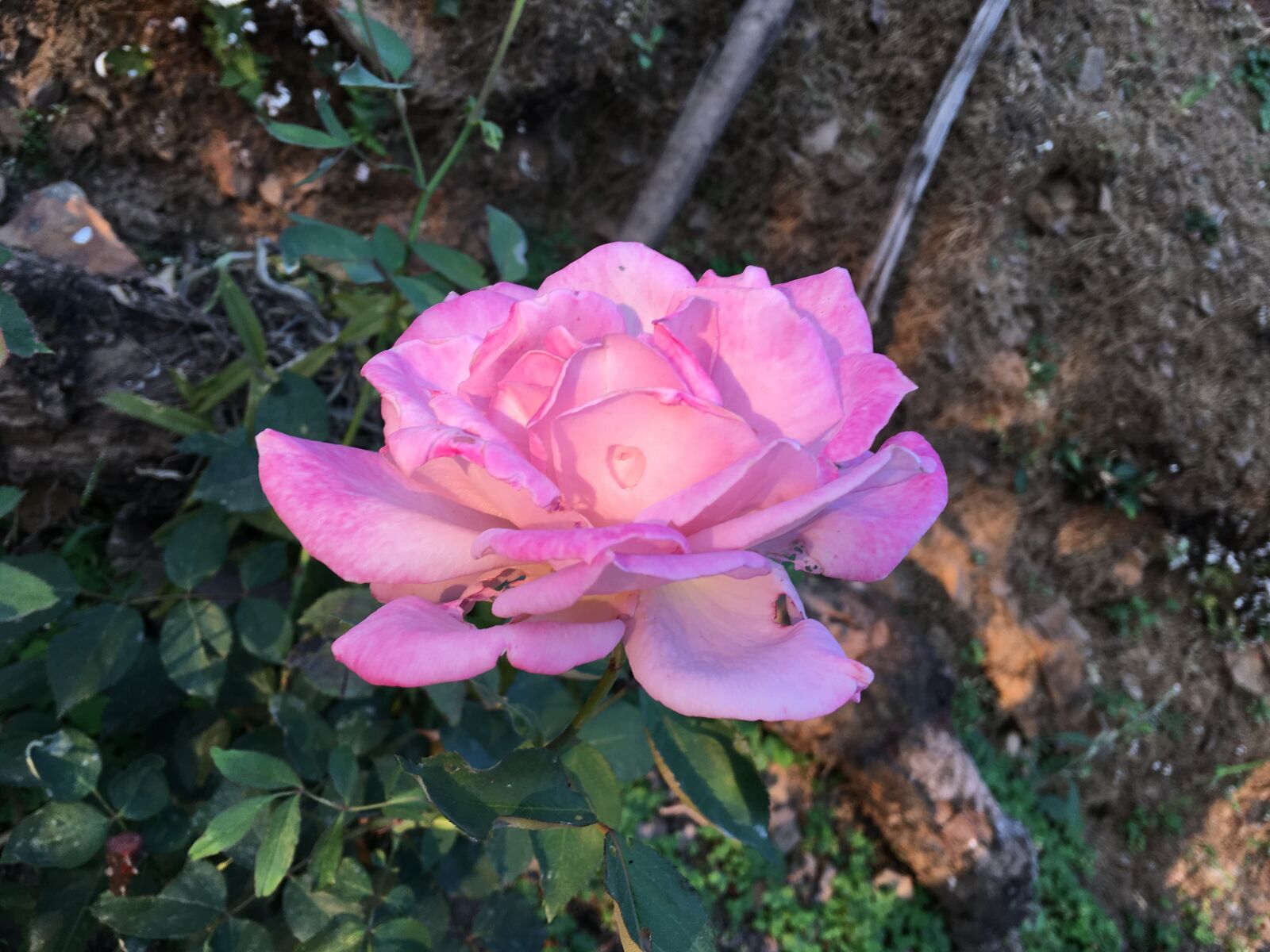 iPhone 6s Plus back camera 4.15mm f/2.2 sample photo. Rose, pink rose, garden photography