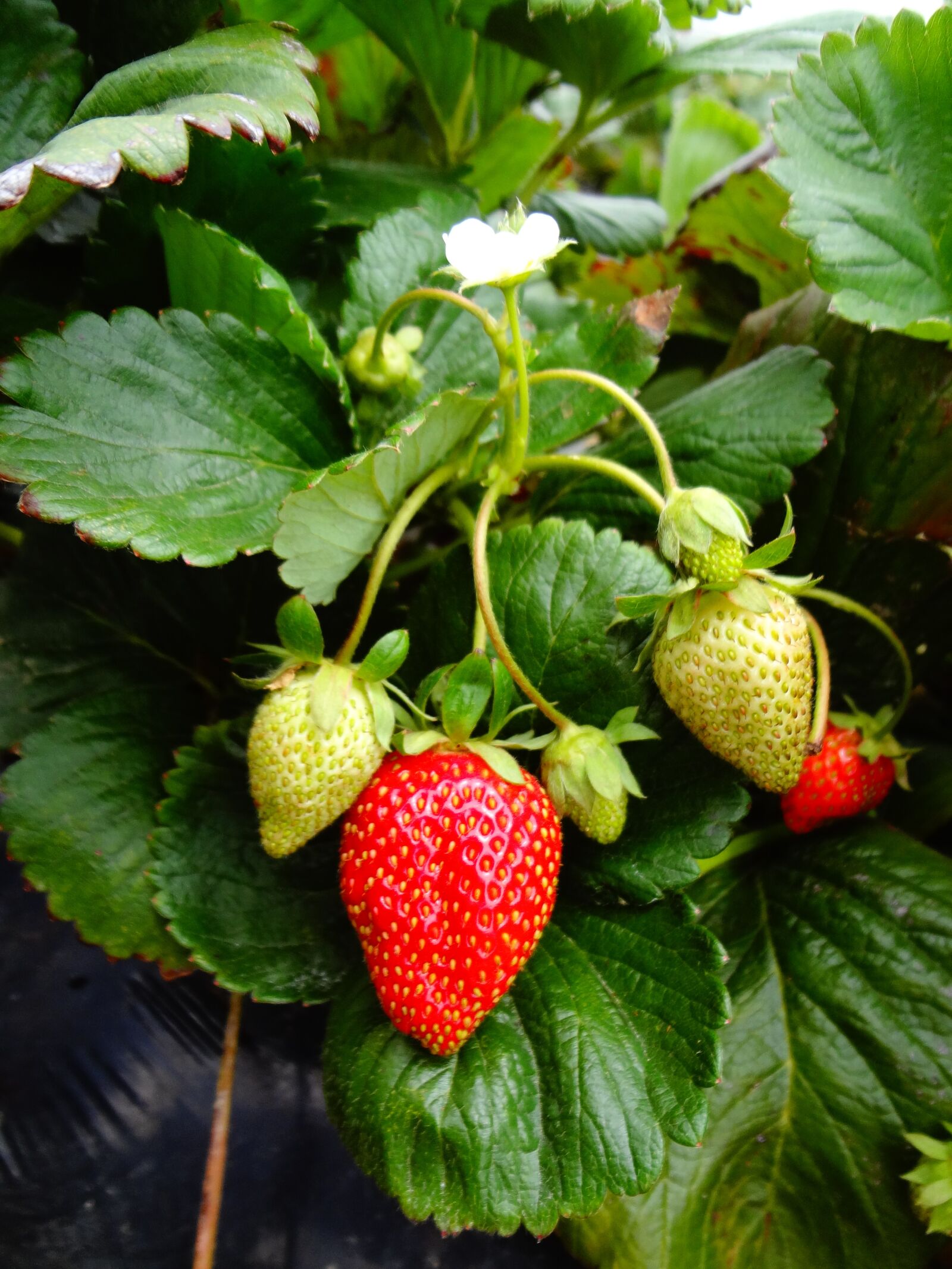 Sony DSC-WX30 sample photo. Strawberry plant, strawberry, fruit photography