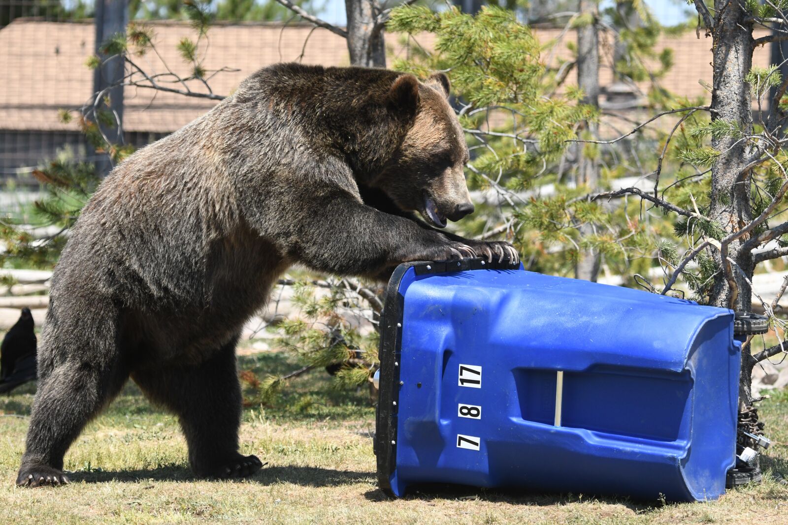 Nikon D500 sample photo. Bear, trash, grizzly photography