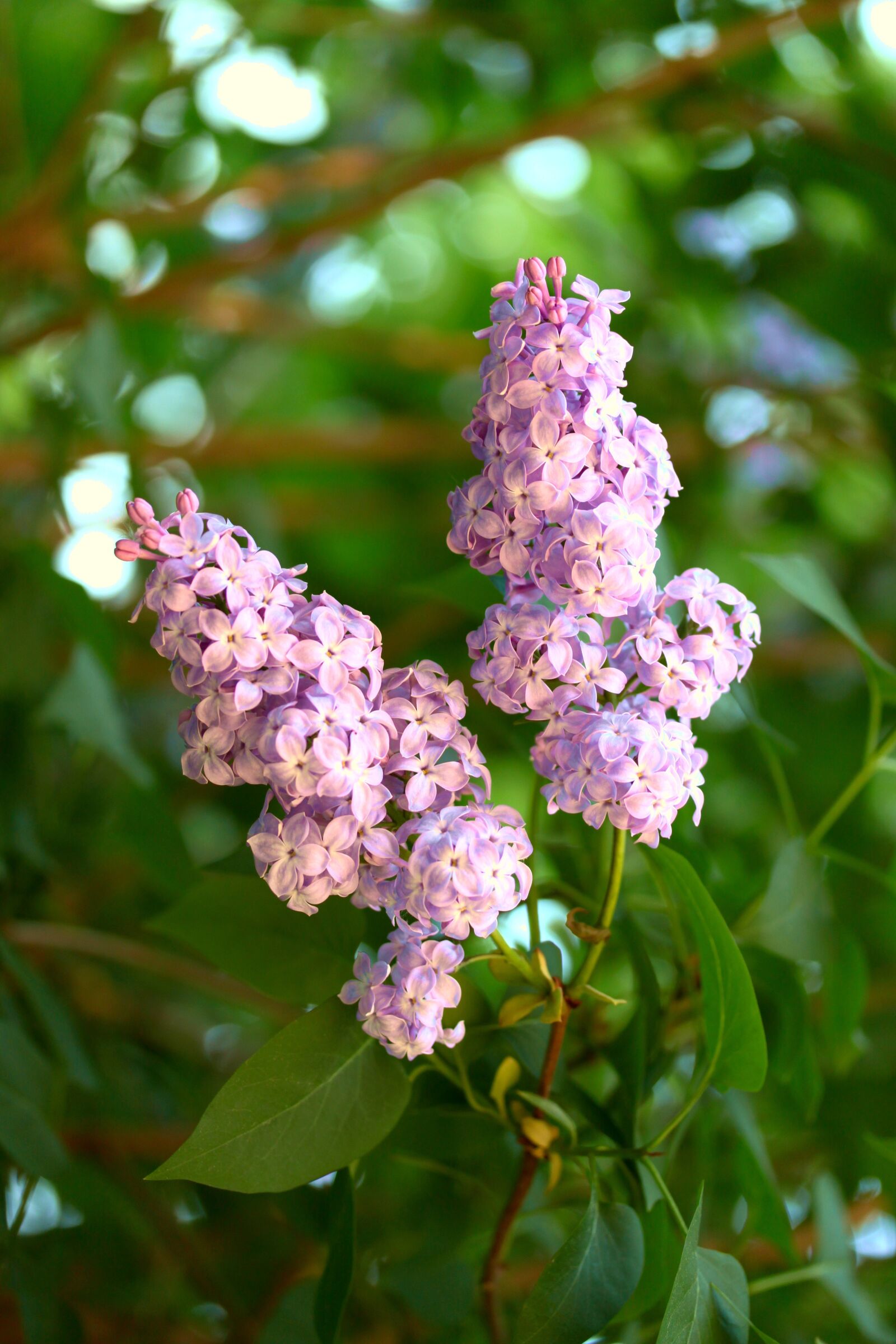 Canon EOS 500D (EOS Rebel T1i / EOS Kiss X3) sample photo. Lilac, spring, garden photography