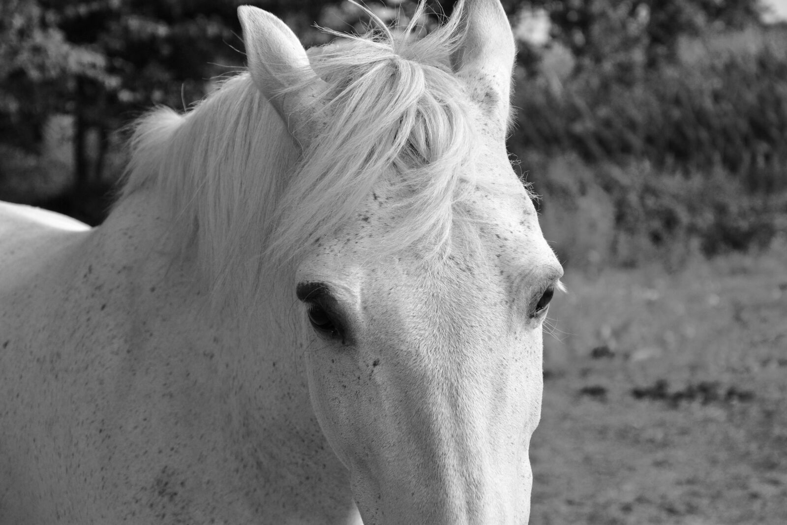 Nikon D5200 sample photo. Horse, white, head photography