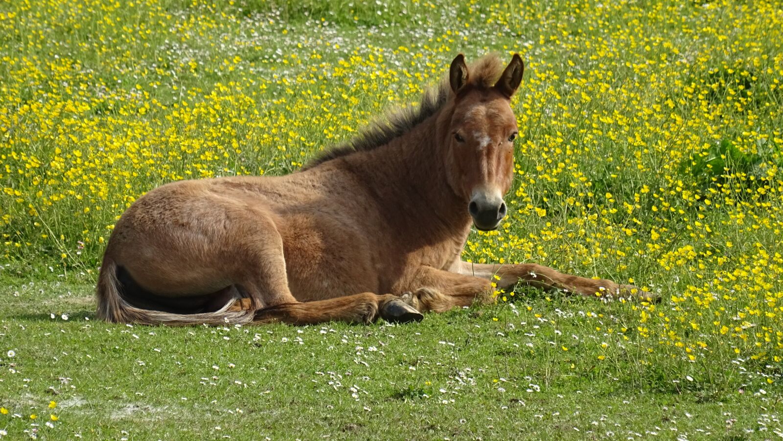 Sony DSC-HX60 sample photo. Foal, prairie, equine photography