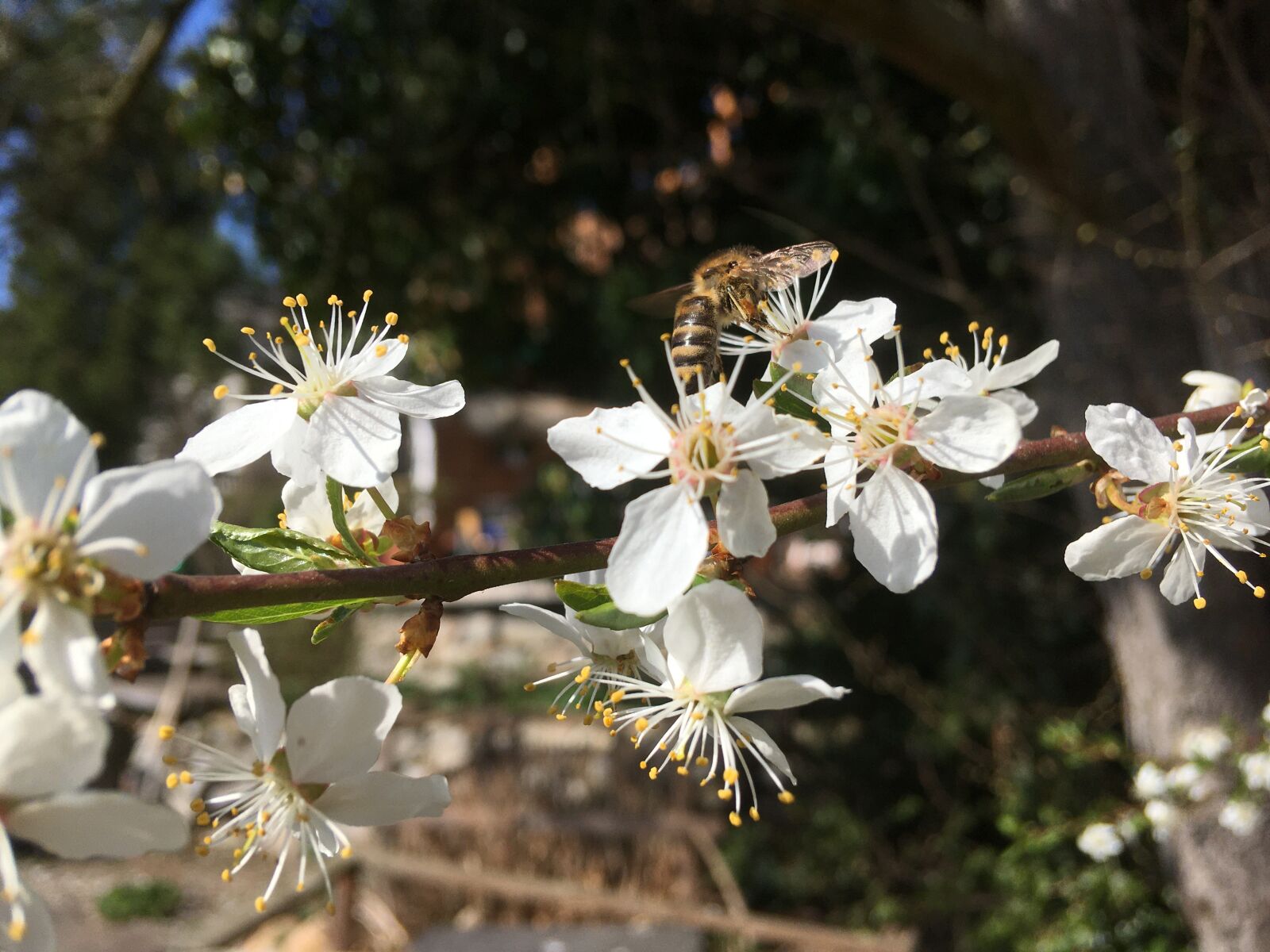 iPhone SE back camera 4.15mm f/2.2 sample photo. Bee, mirabelle, flowers photography