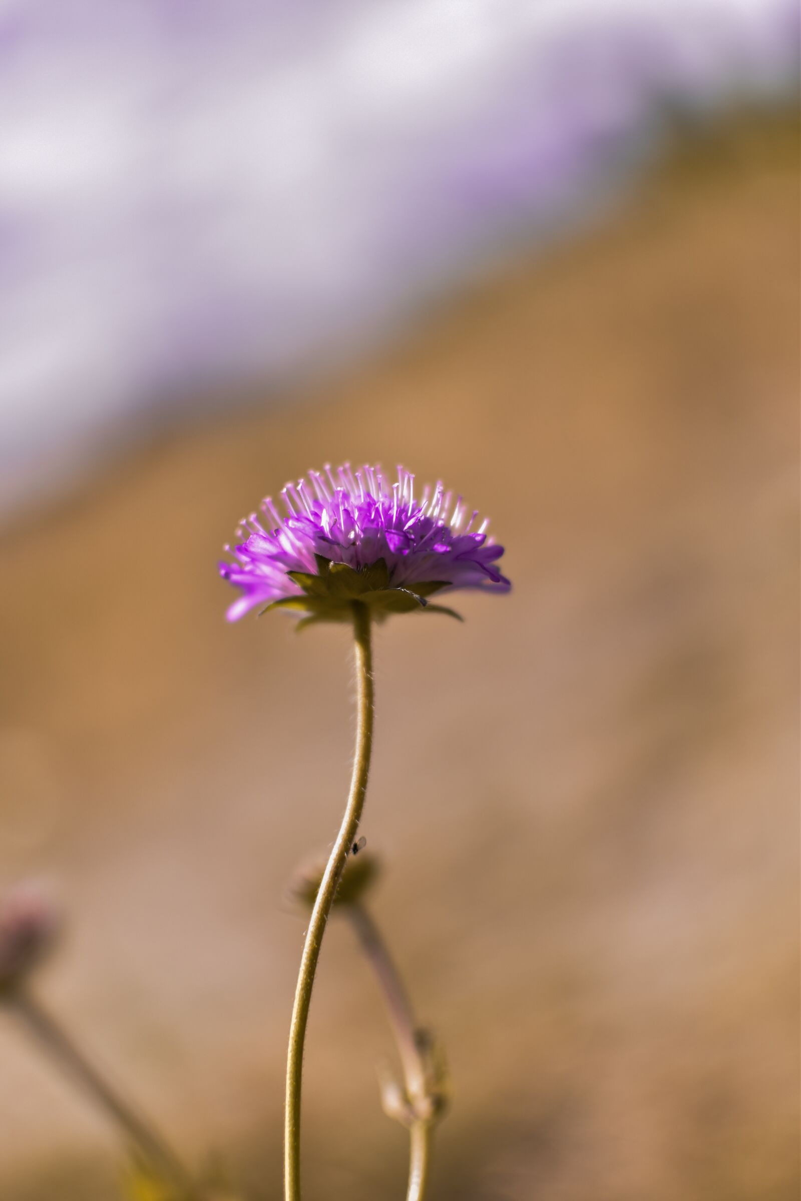 Nikon D5500 sample photo. Nature, summer, in the photography