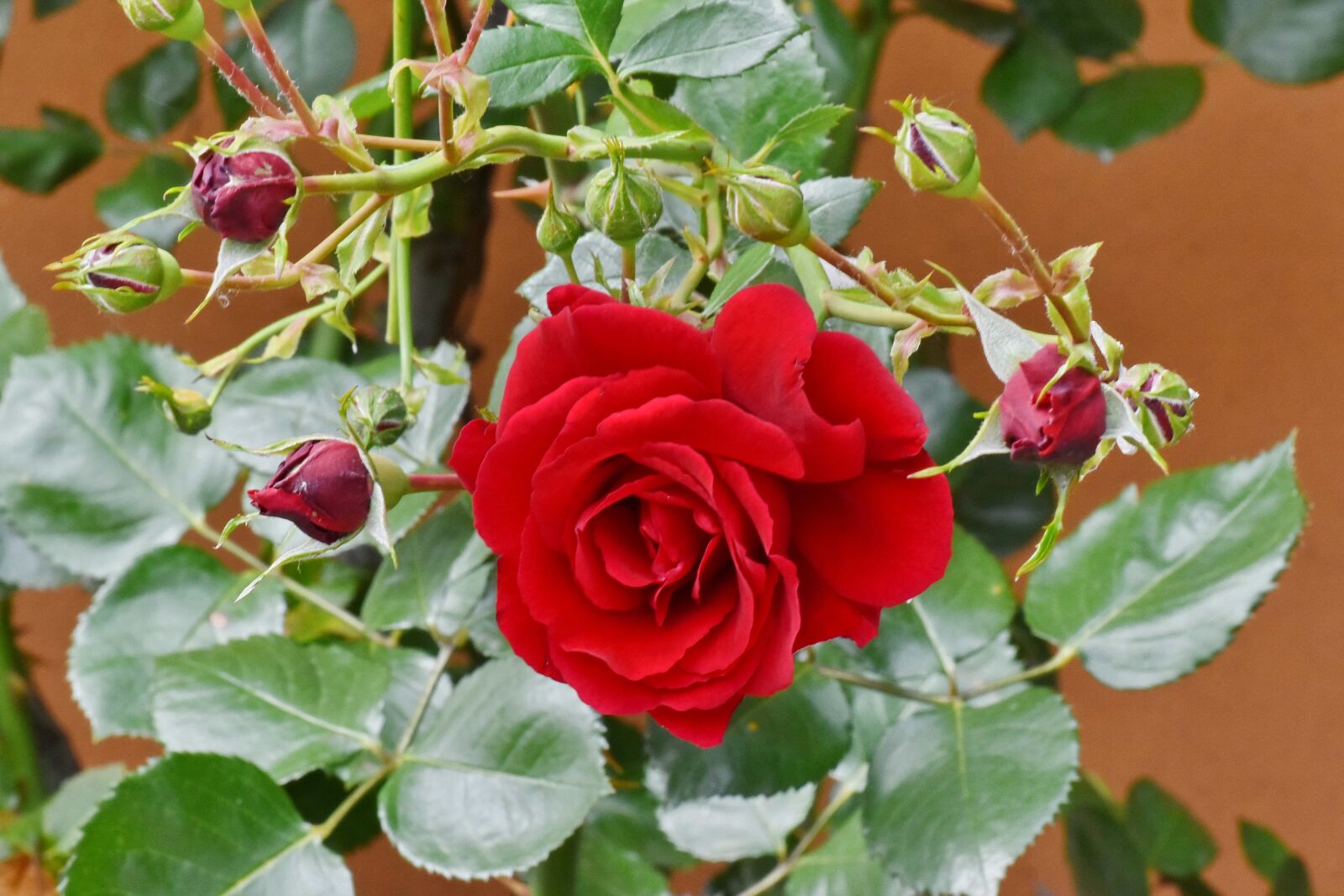 Nikon D5500 sample photo. Flower garden, flowers, shrub photography