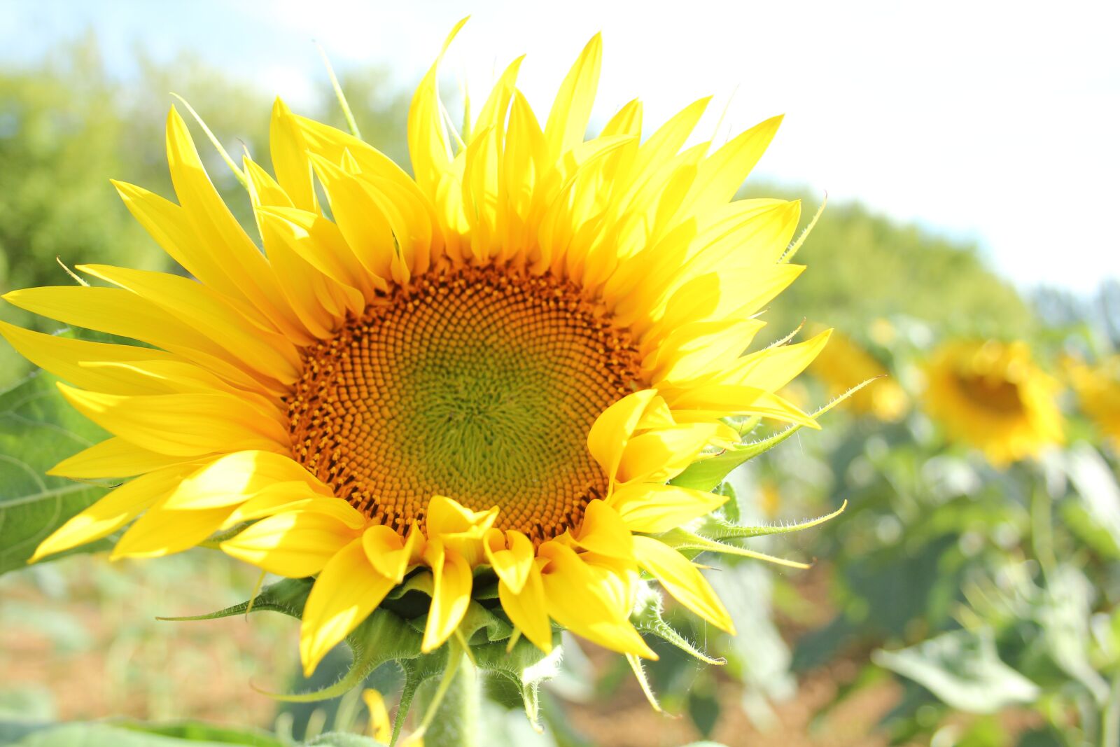Canon EOS 550D (EOS Rebel T2i / EOS Kiss X4) sample photo. Sunflower, yellow, summer photography