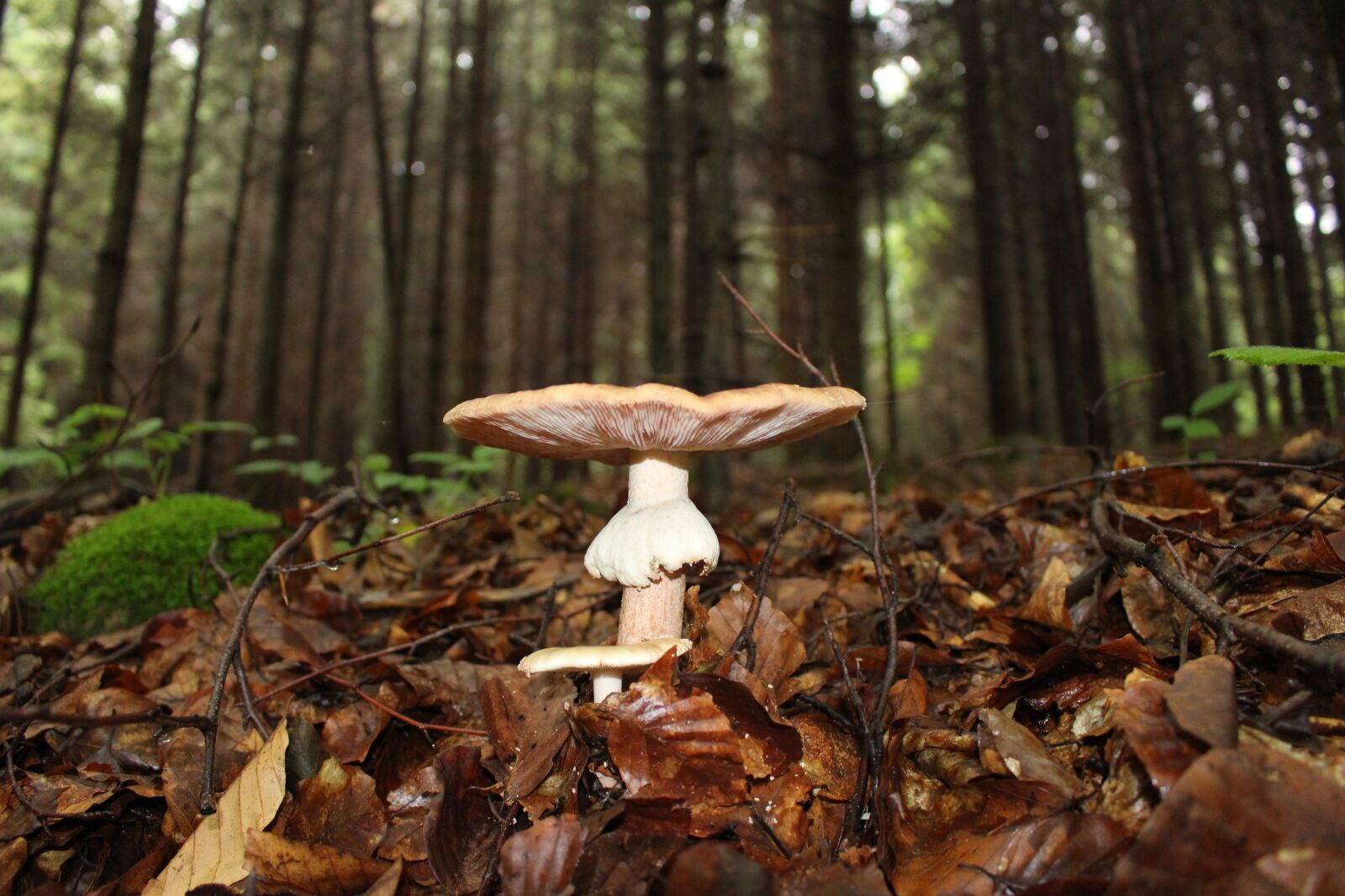 Canon EOS 100D (EOS Rebel SL1 / EOS Kiss X7) sample photo. Mushroom, forest, trees photography