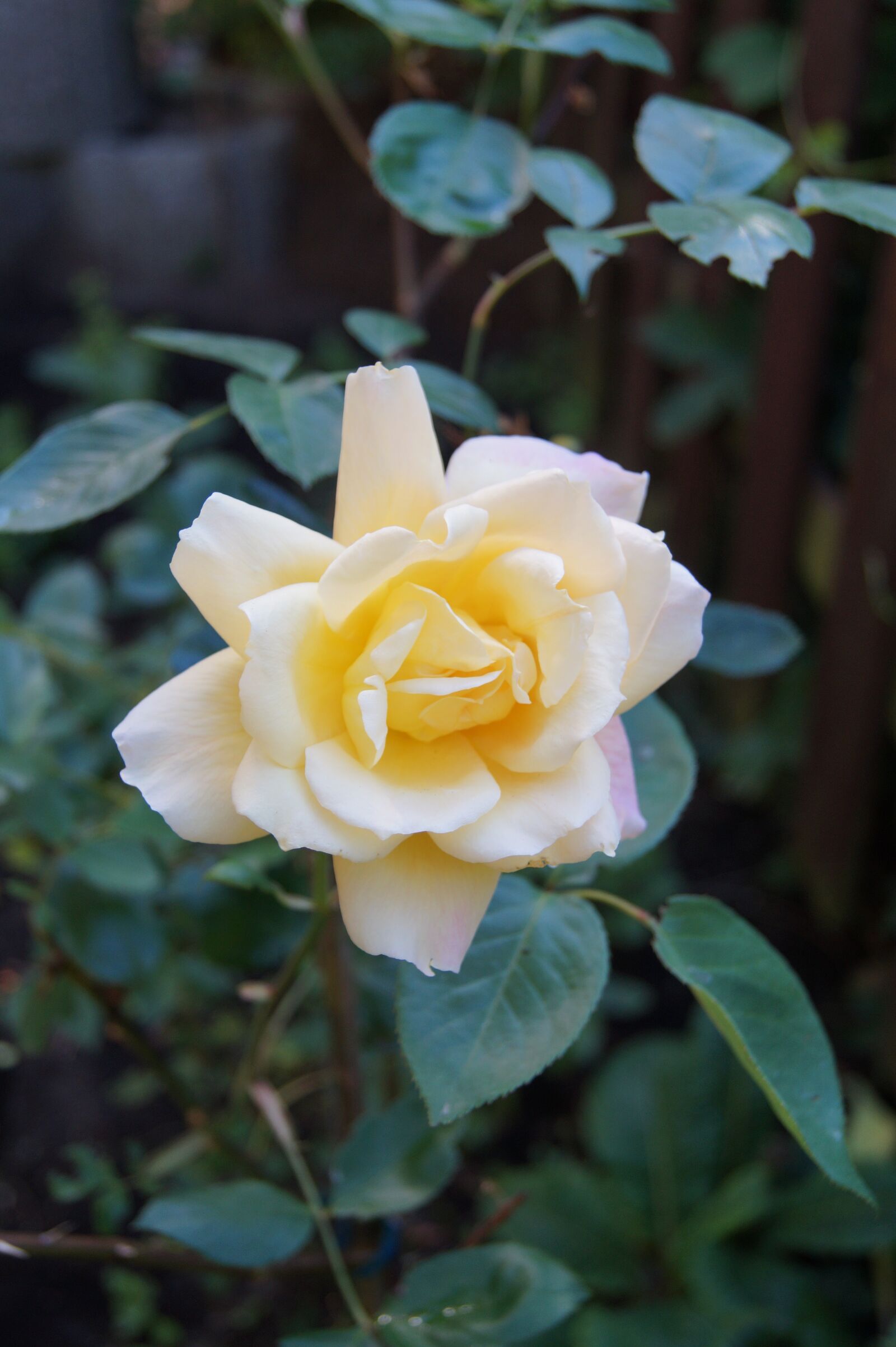 Sony DT 18-55mm F3.5-5.6 SAM II sample photo. Flower, nature, blossom photography