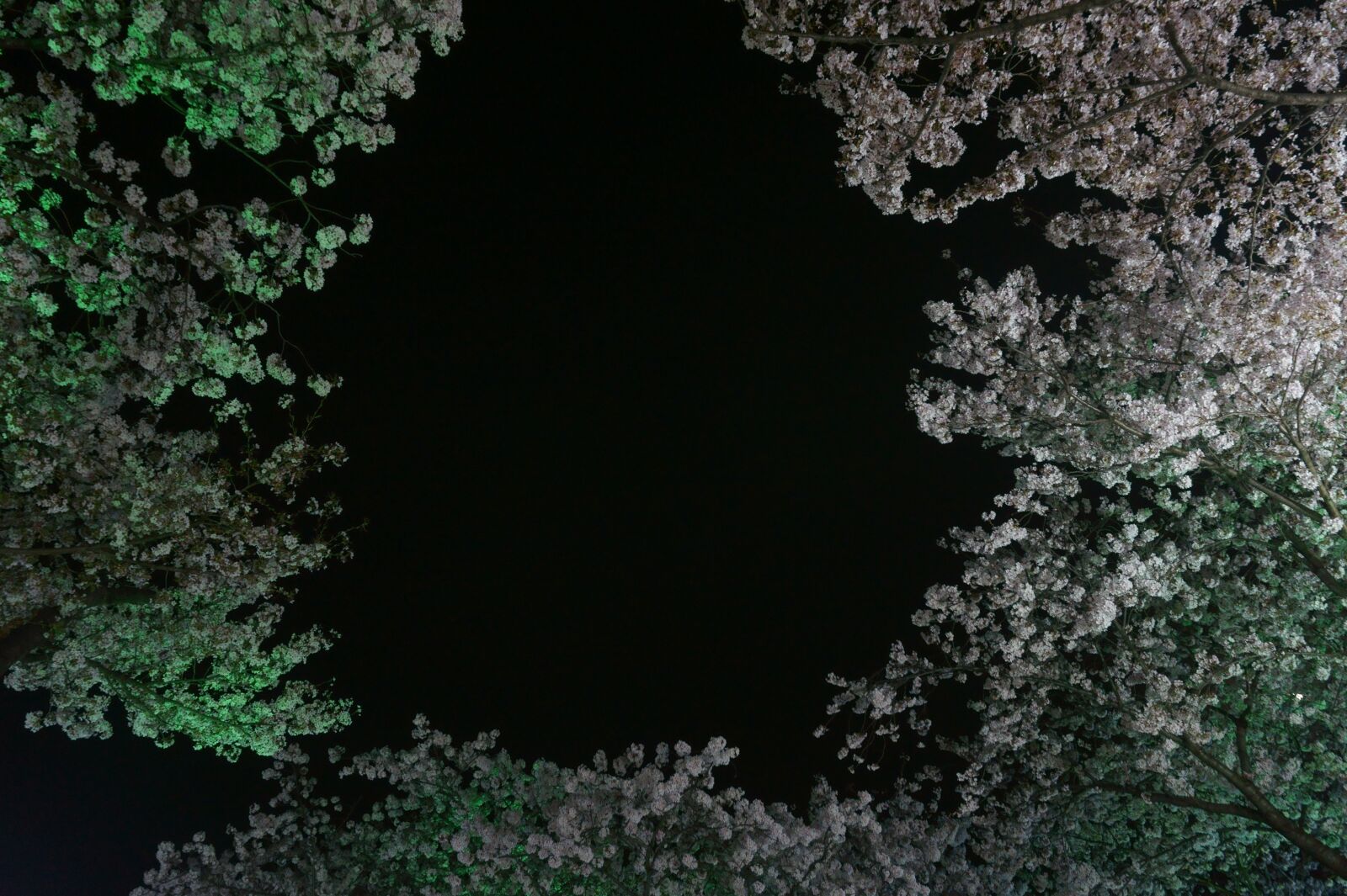 Sony Alpha a5000 (ILCE 5000) sample photo. Cherry blossom, plants, flowers photography