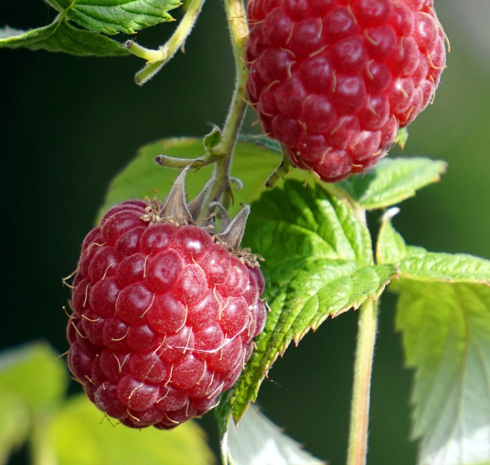 Sony Alpha a5000 (ILCE 5000) + Sony E 55-210mm F4.5-6.3 OSS sample photo. Raspberry, garden, harvest photography