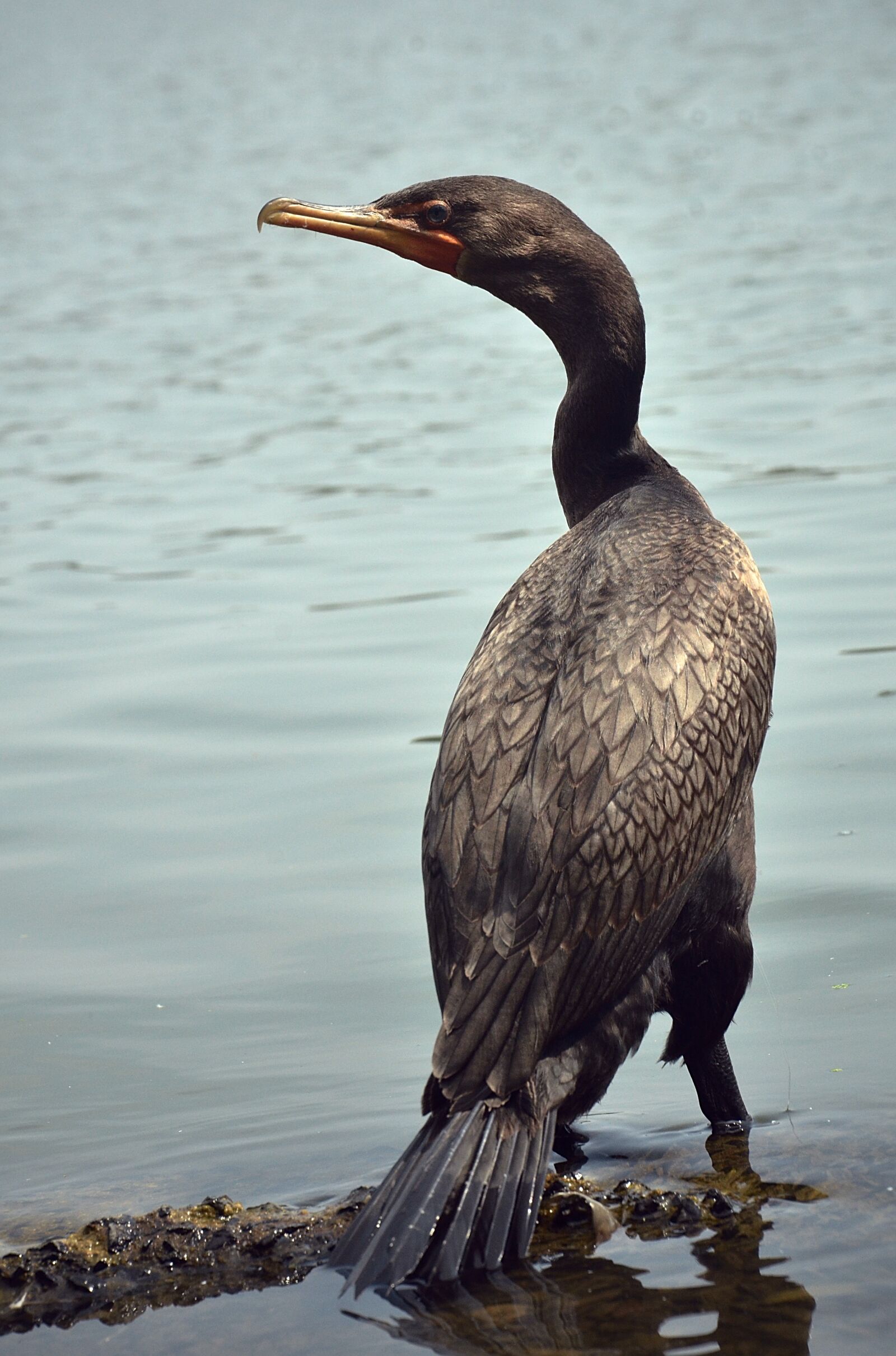 Nikon D7000 sample photo. Cormorant, bird, wildlife photography