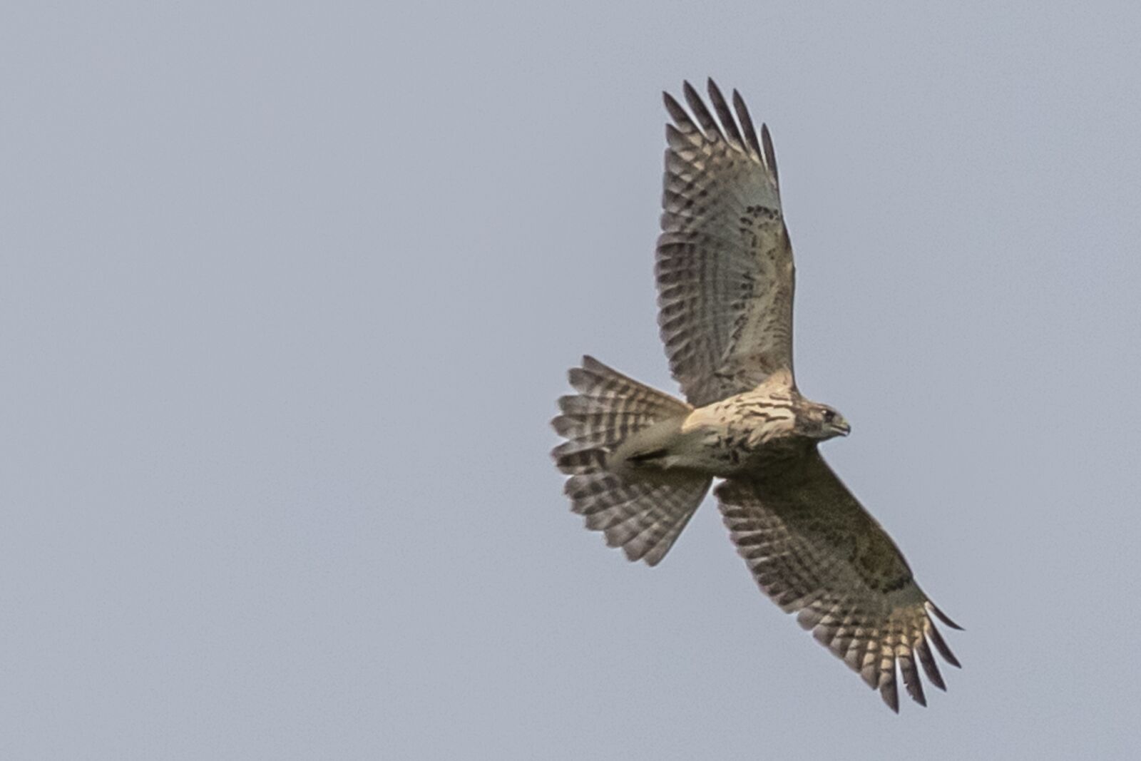 Canon EOS 7D Mark II sample photo. Usa, nj, red tail photography
