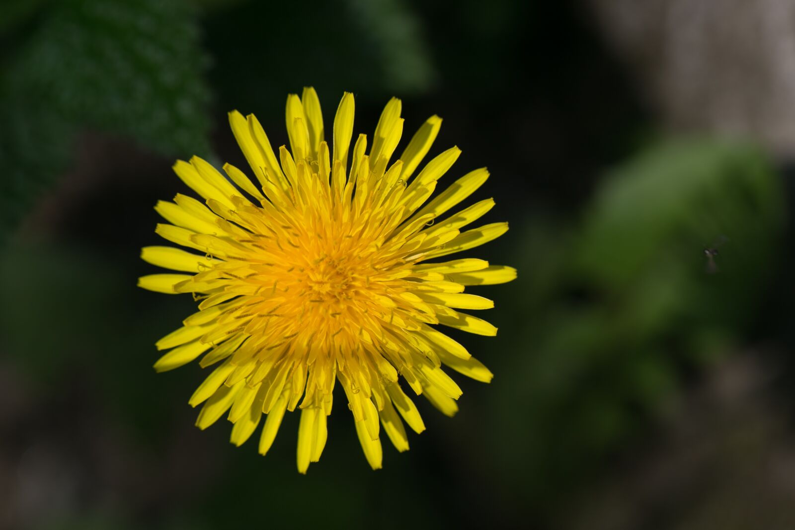 Canon EF 100mm F2.8L Macro IS USM sample photo. Dandelion, blossom, bloom photography