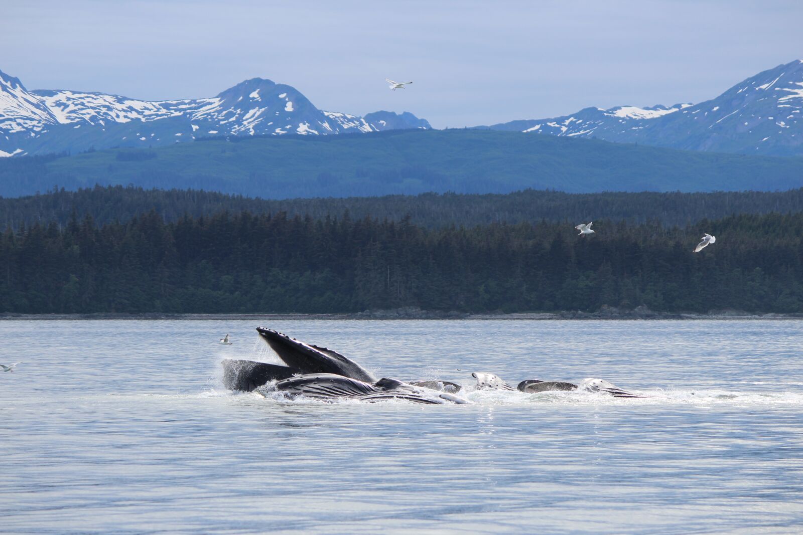 Canon EOS 600D (Rebel EOS T3i / EOS Kiss X5) sample photo. Whale, alaska, water photography