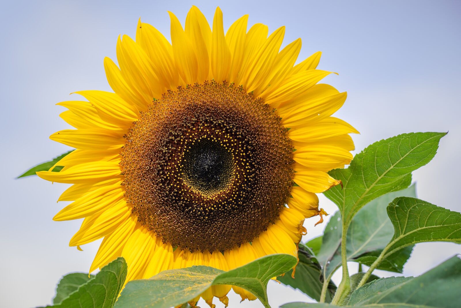 Nikon D750 sample photo. Sunflower, summer, yellow photography