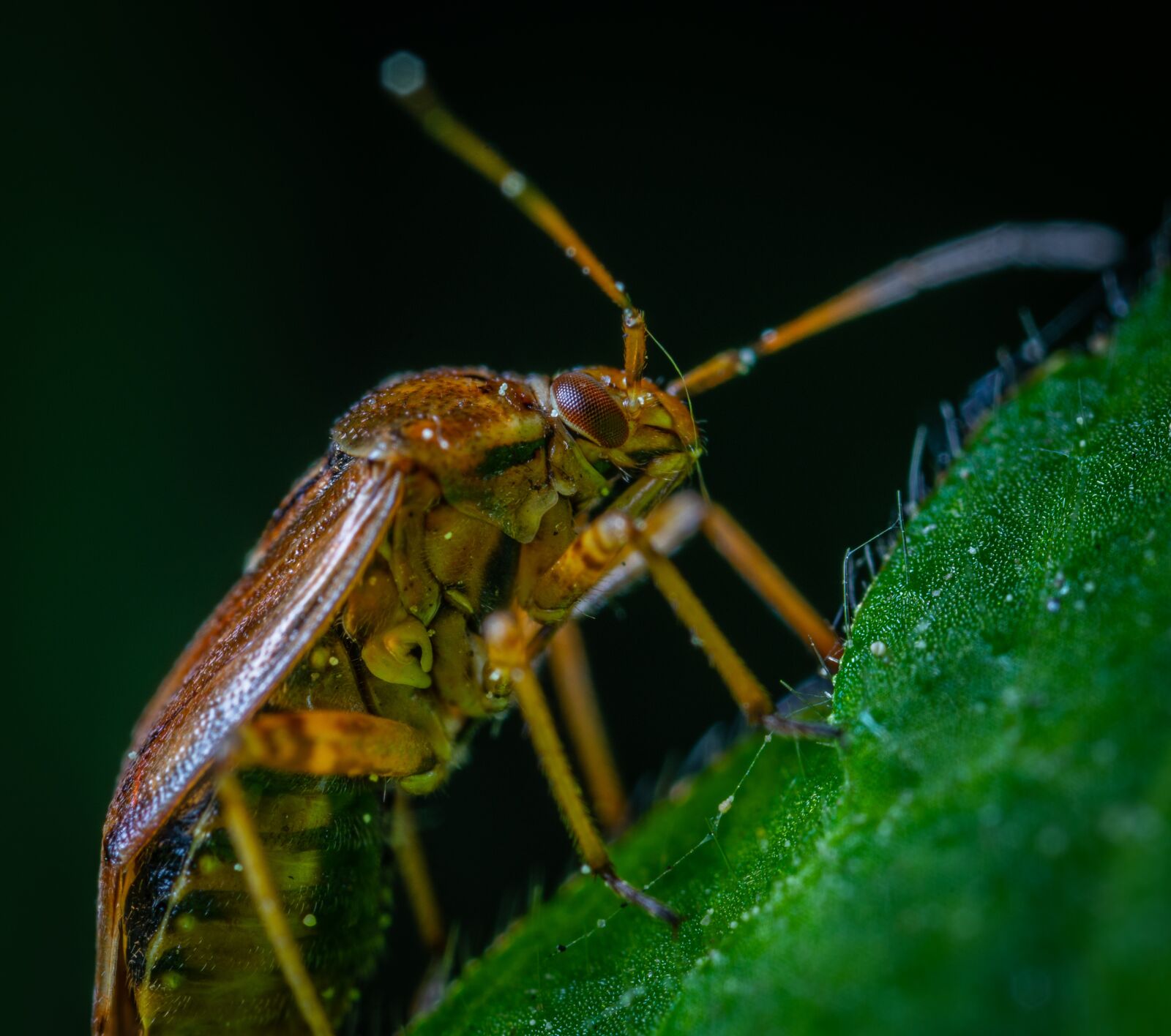 Sony a7R II sample photo. Macro, insect photography
