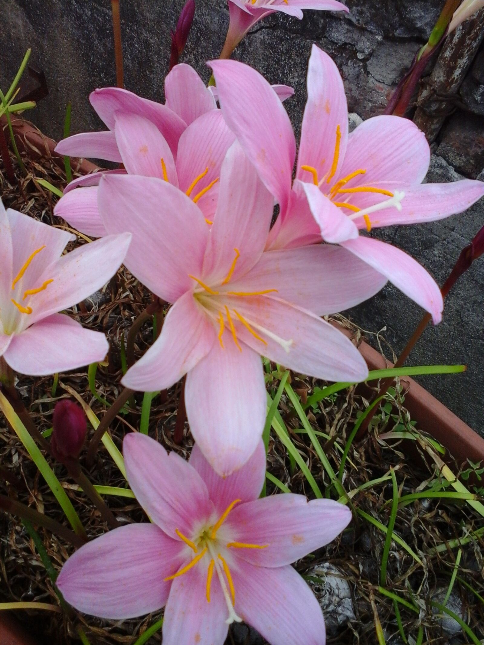 Samsung Galaxy Trend Lite sample photo. Flower, nature, plant photography