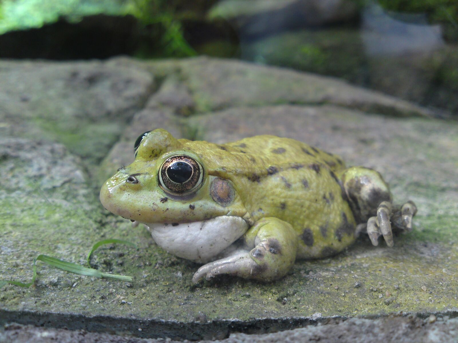 Sony Ericsson C905 sample photo. Frog, nature, animals photography