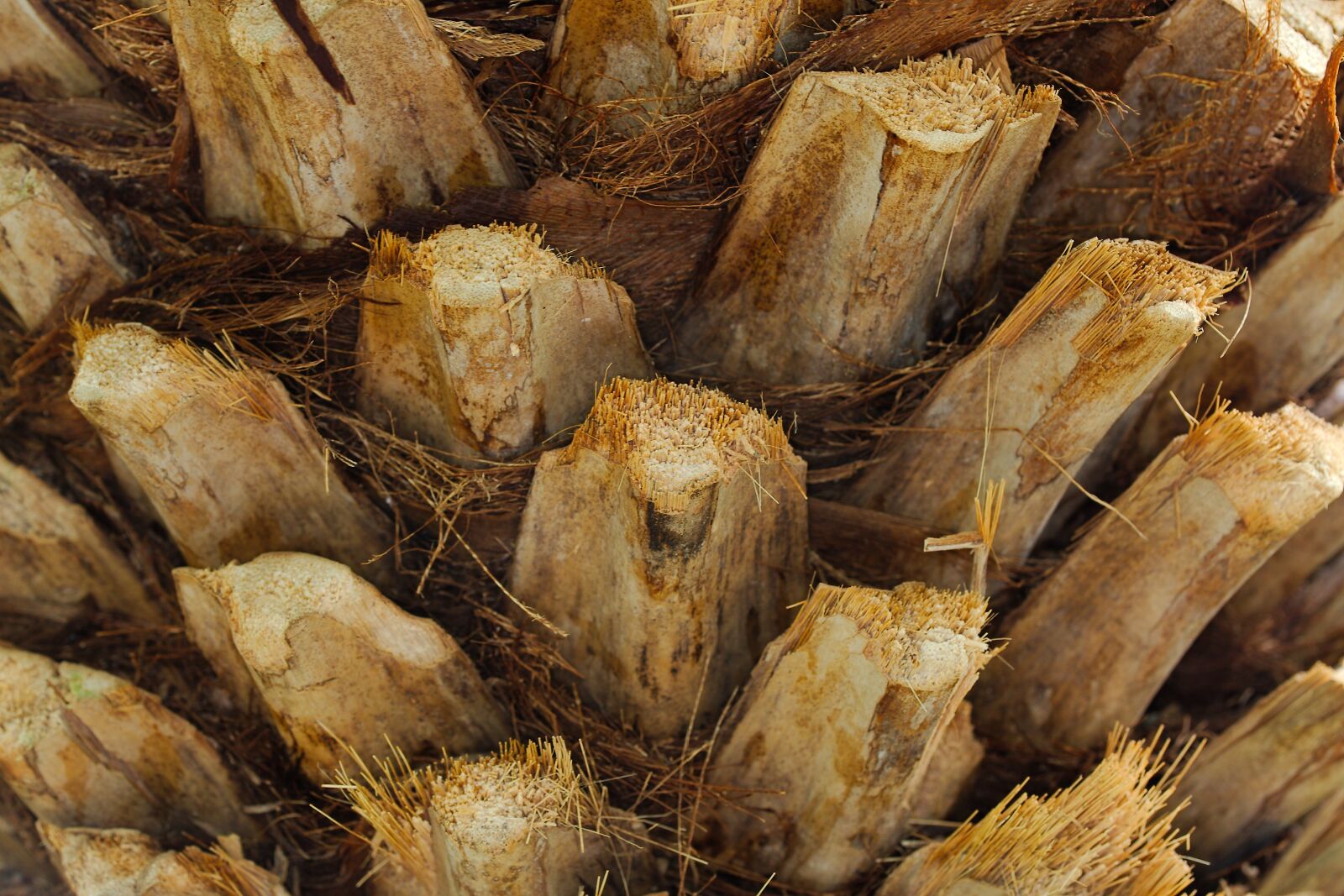 Canon EOS 6D sample photo. Nature, food, close up photography