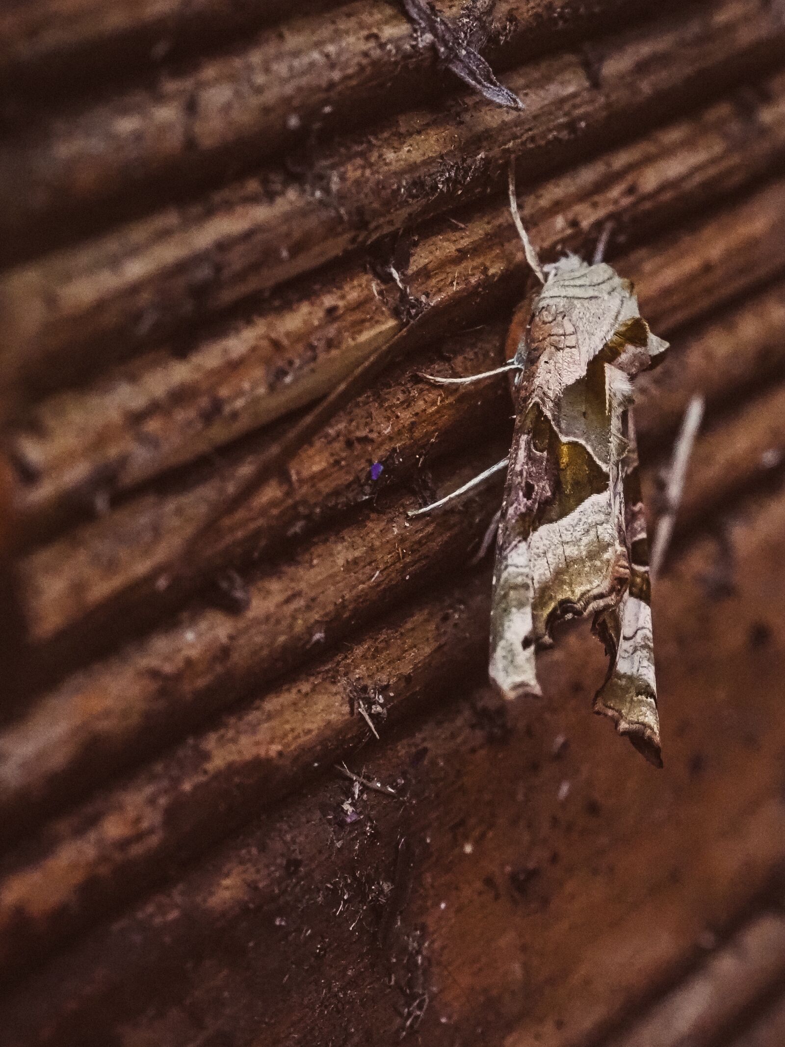 Olympus OM-D E-M5 III sample photo. Moth, insect, bug photography