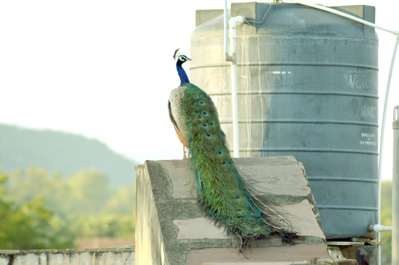 Nikon D3200 sample photo. Peacock, peacock, feathers photography