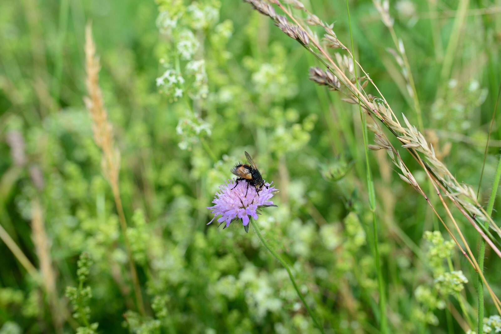 Nikon D610 sample photo. Pointed flower, meadow, flower photography