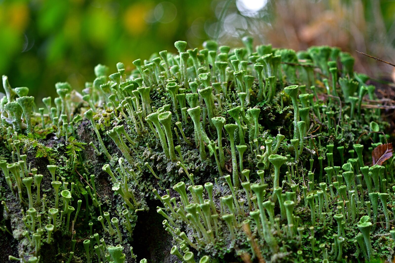 Nikon D5200 sample photo. Nature, tree stump, lichen photography