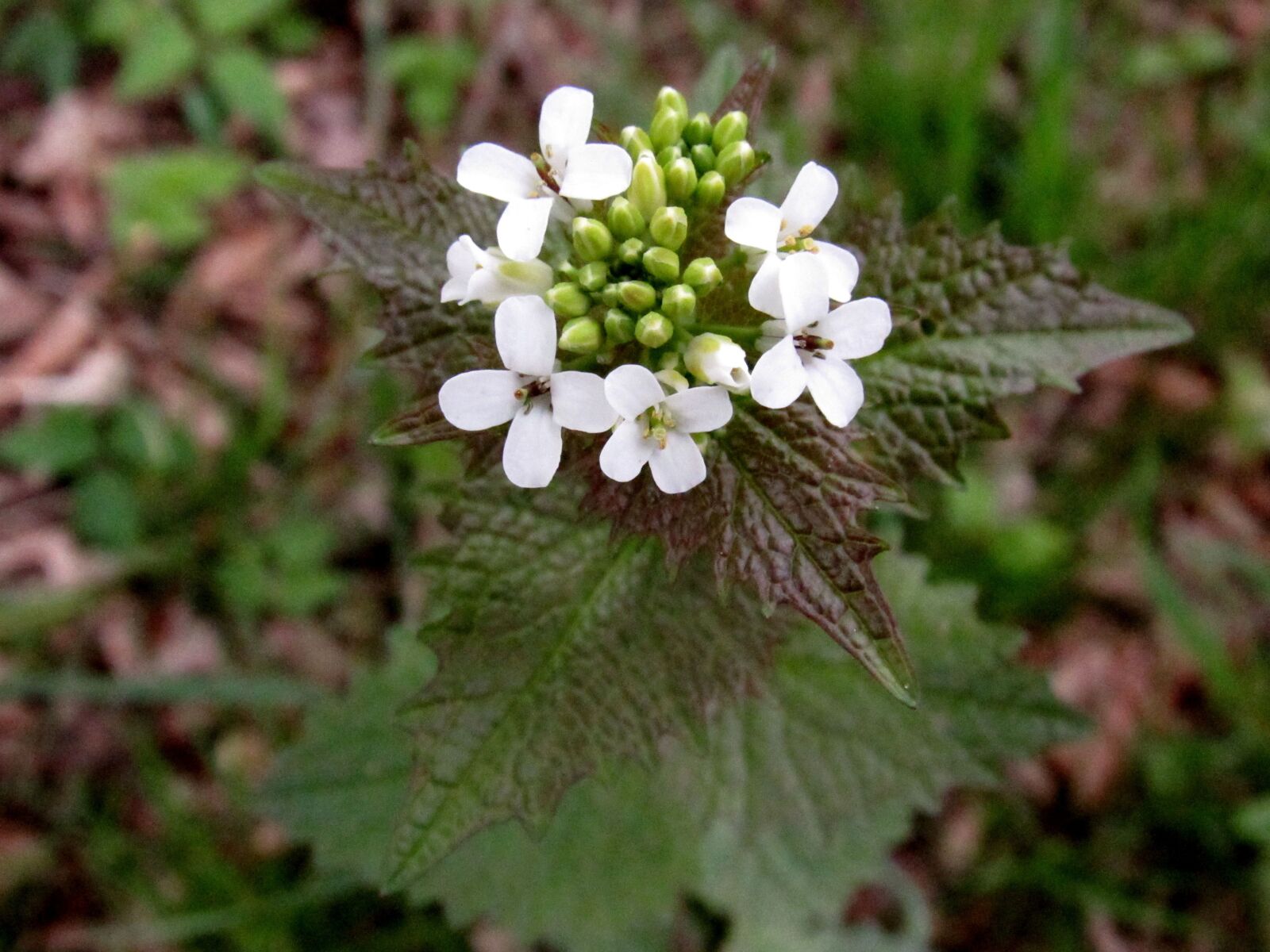 Canon PowerShot SX530 HS sample photo. Knoblauchrauke, forest flower, salad photography