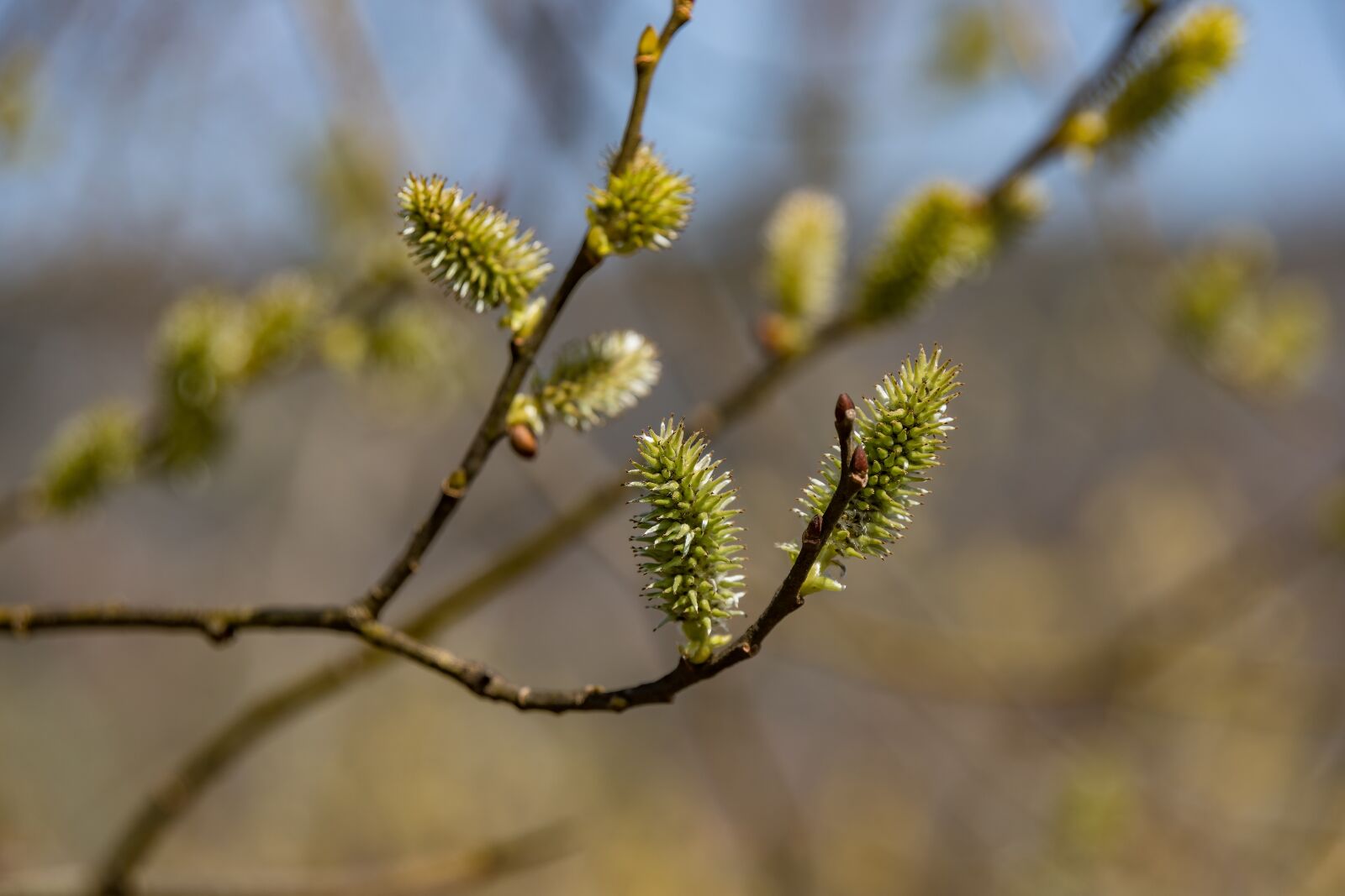 Tamron 28-300mm F3.5-6.3 Di VC PZD sample photo. Willow catkin, green, nature photography