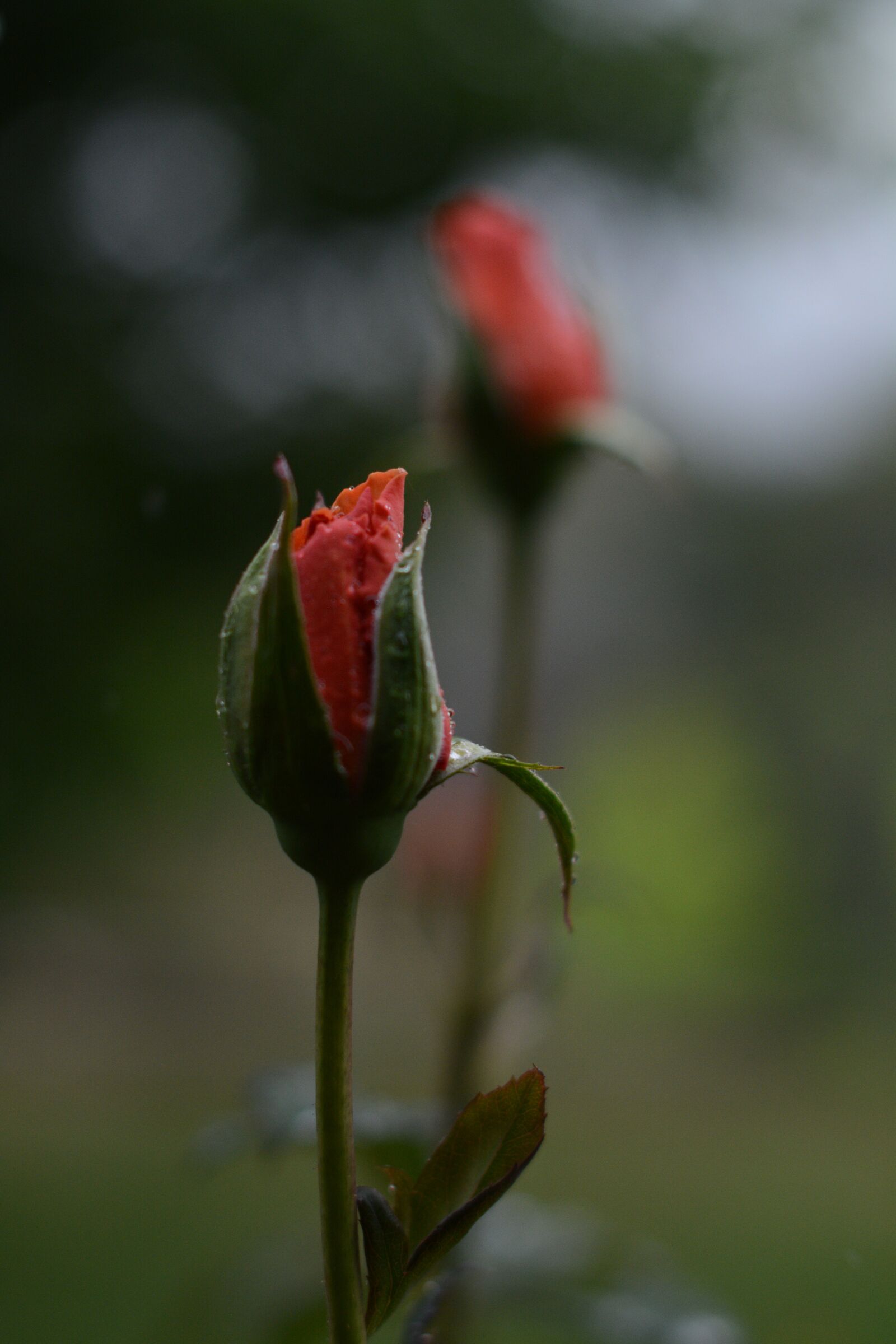 Nikon D7100 sample photo. Pink, rose, water photography