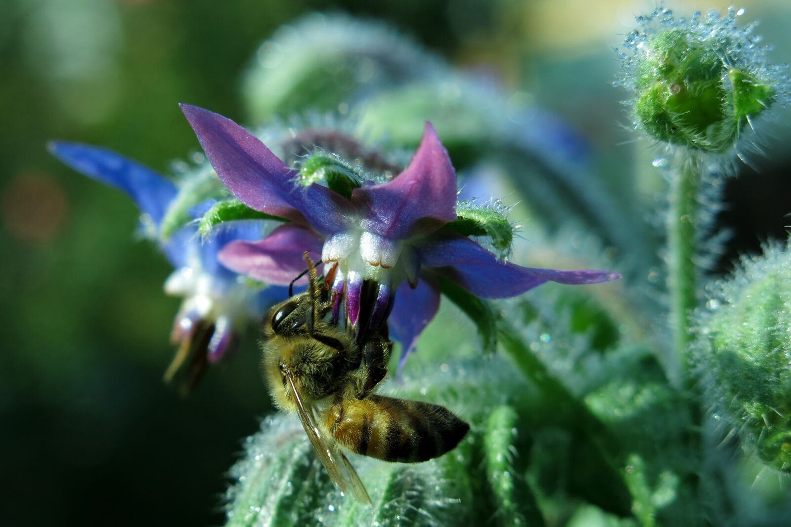 Canon PowerShot G15 sample photo. Borage, borago officinalis, kukumerkraut photography