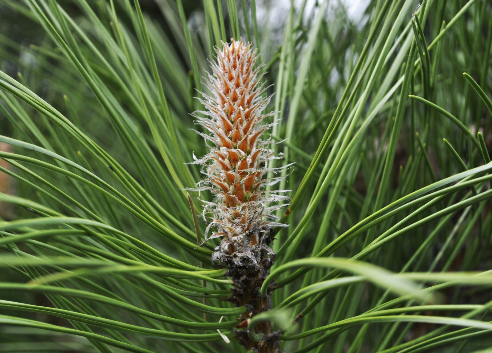 Nikon D5000 sample photo. Pine, garden, tree photography