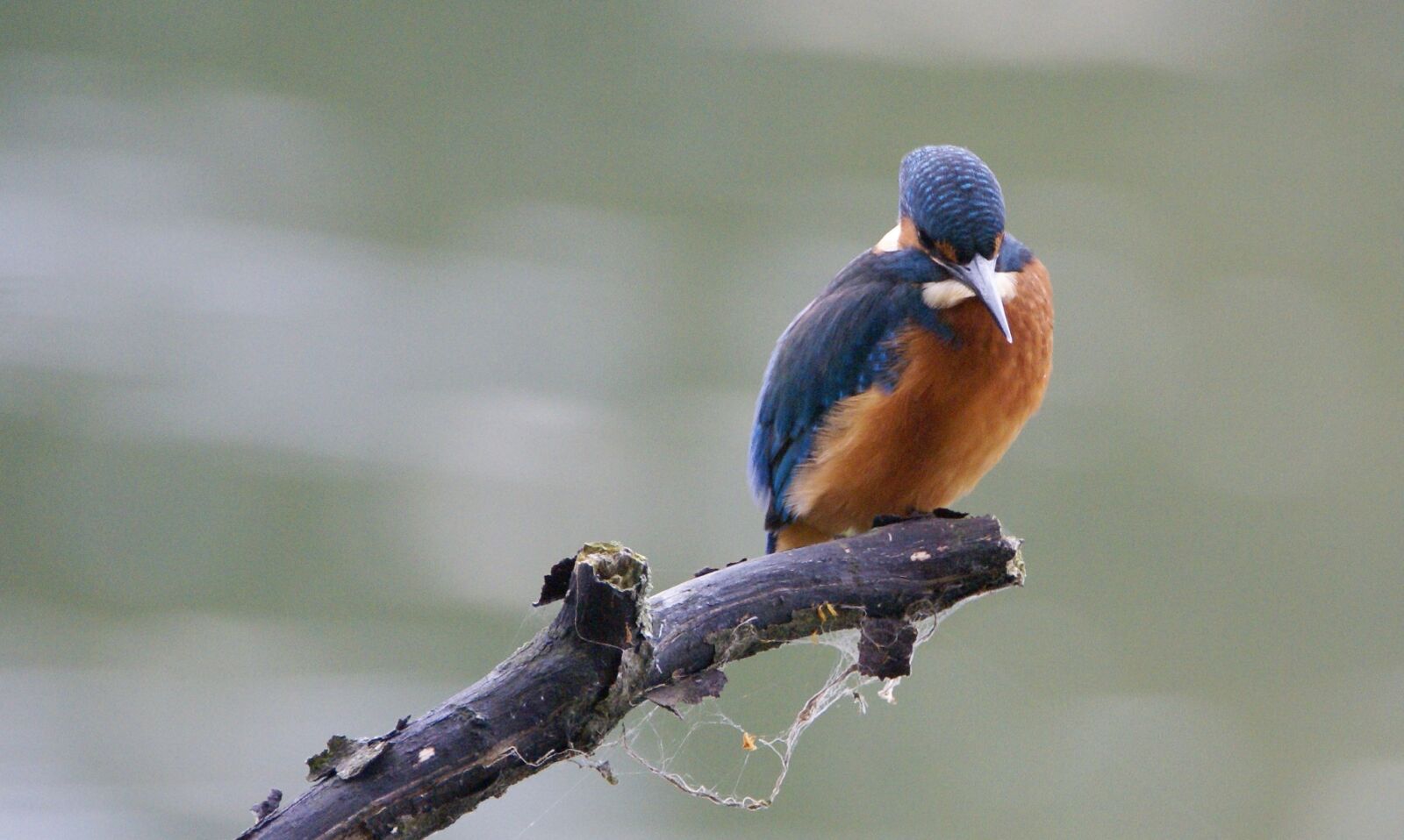 Sony Alpha DSLR-A100 sample photo. Kingfisher, nature, birds photography
