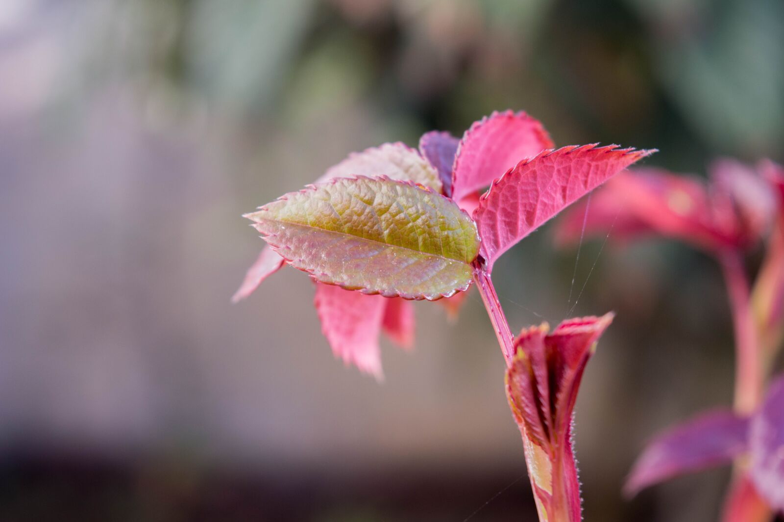 Nikon D3200 sample photo. Green, nature, flower photography