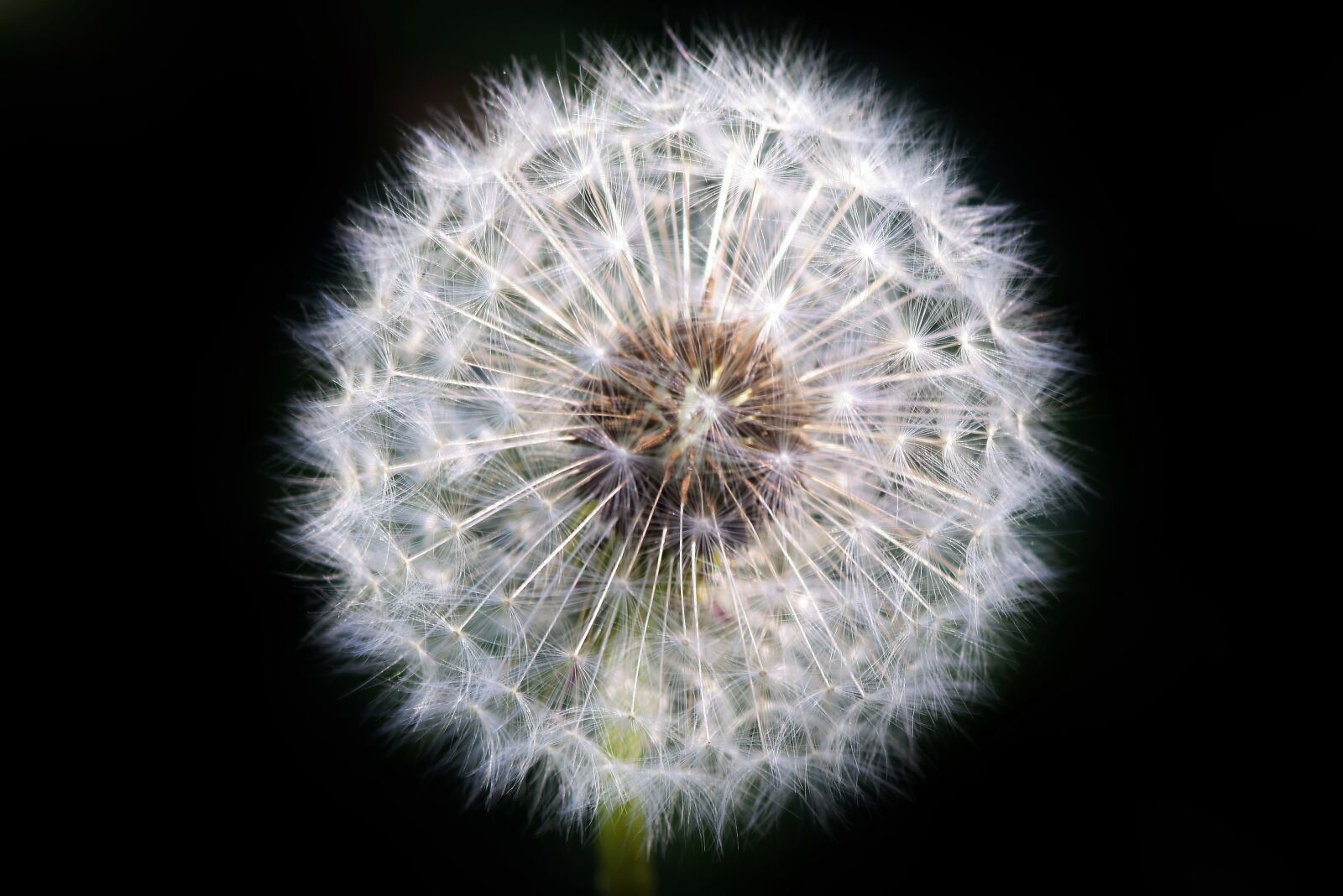 Nikon D7200 sample photo. Dandelion, dandelion seeds, seeds photography