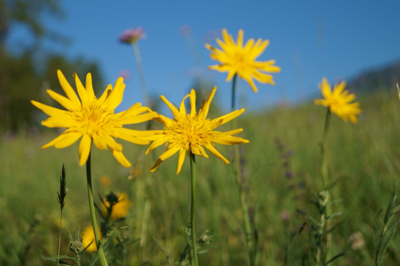 Sony DT 18-55mm F3.5-5.6 SAM II sample photo. Flowers, sun, yellow photography